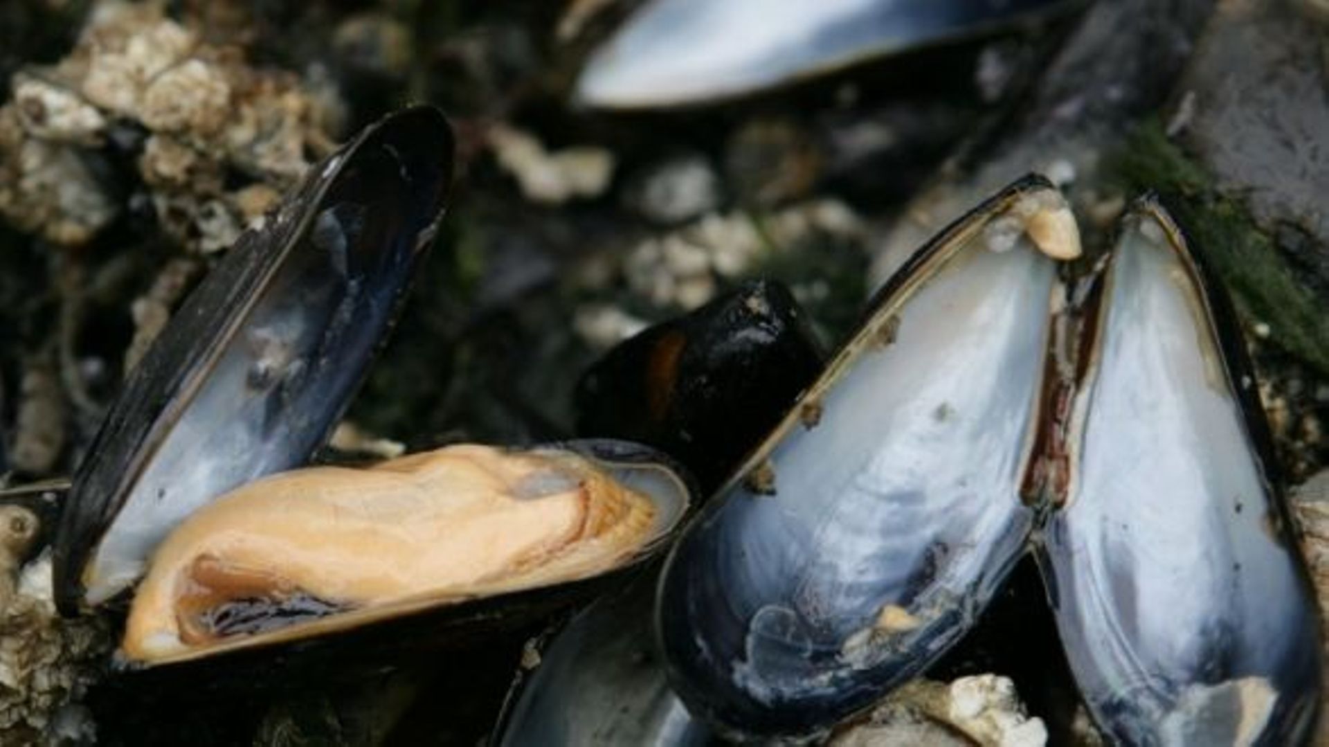 La moule nouvelle est arrivée, à un prix raisonnable? RTBF Actus