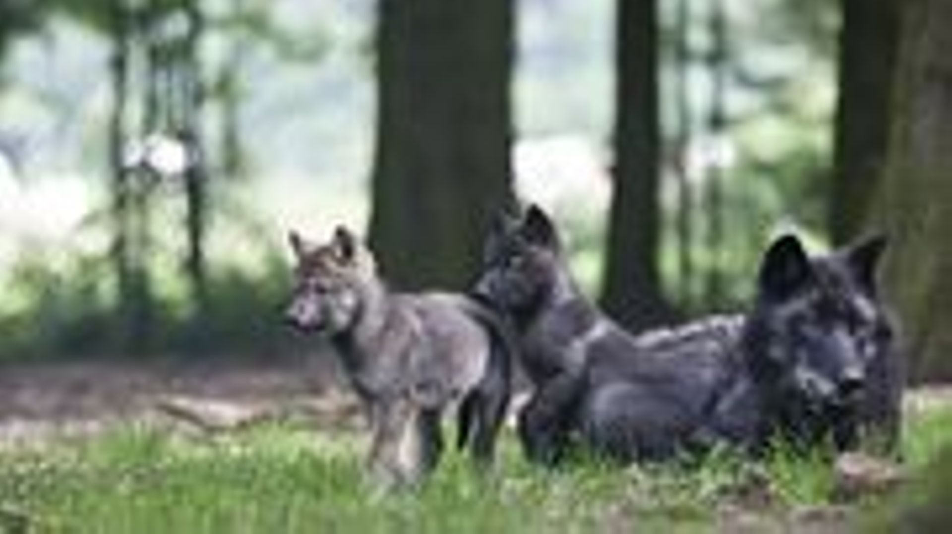 Les loups du Parc Forestia