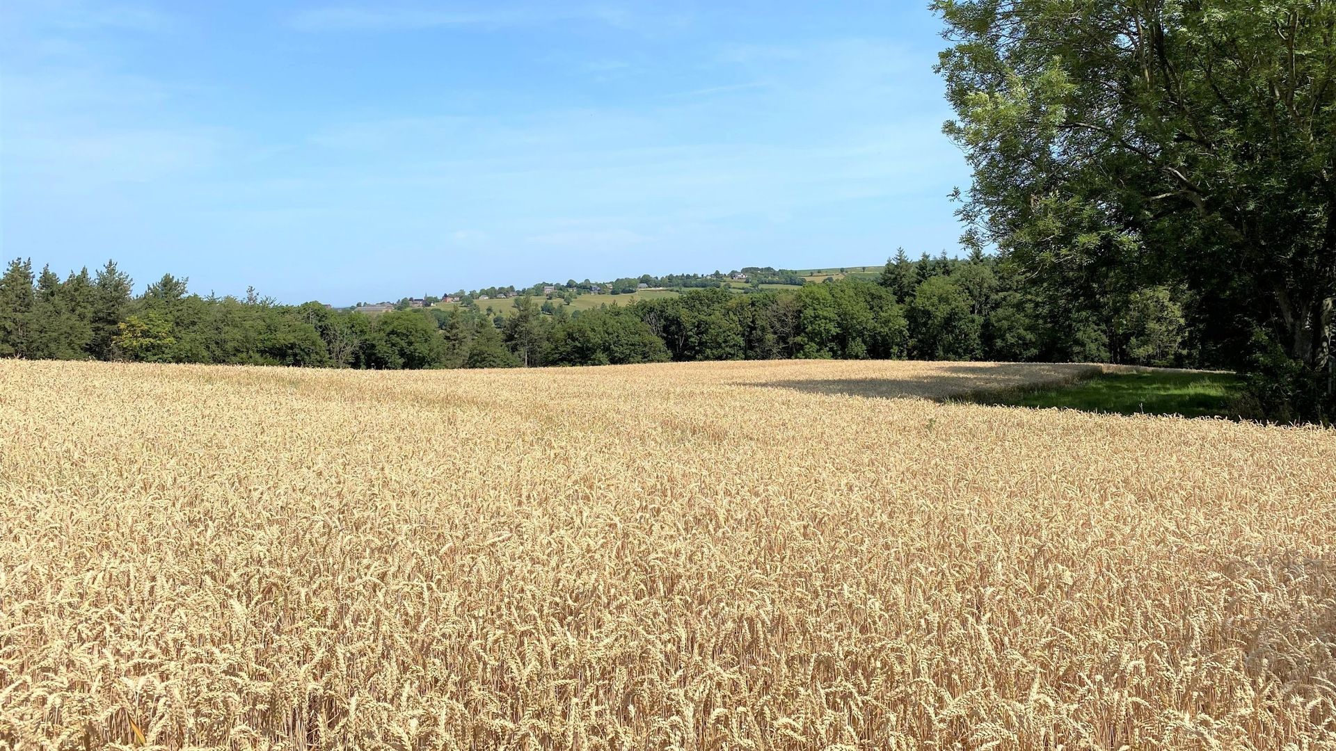Ce champ de huit hectares situé à Neufchâteau, commune de Dalhem, fait l’objet d’une expérience d’agriculture régénérative menée par les "Moulins du Val-Dieu" pour produire un blé de qualité tout en préservant l’environnement.