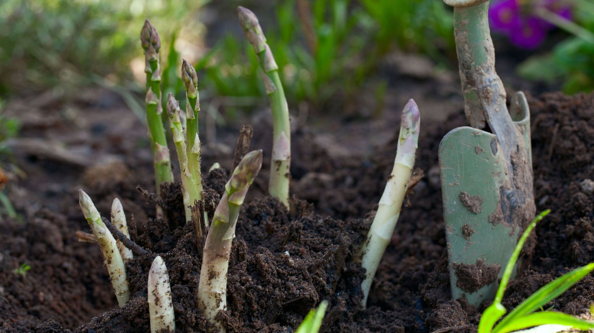 Si les variétés de culture traditionnelle sous butte ne sont pas buttées, les asperges verdissent dès leur sortie de terre et peuvent être consommées ainsi. Mais elles seront plus fibreuses que les fines asperges vertes qui fondent dans la bouche.