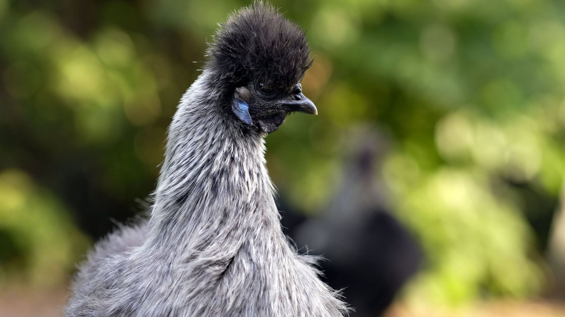 Premier foyer de grippe aviaire dans un élevage au Danemark : 25.000 volailles abattues