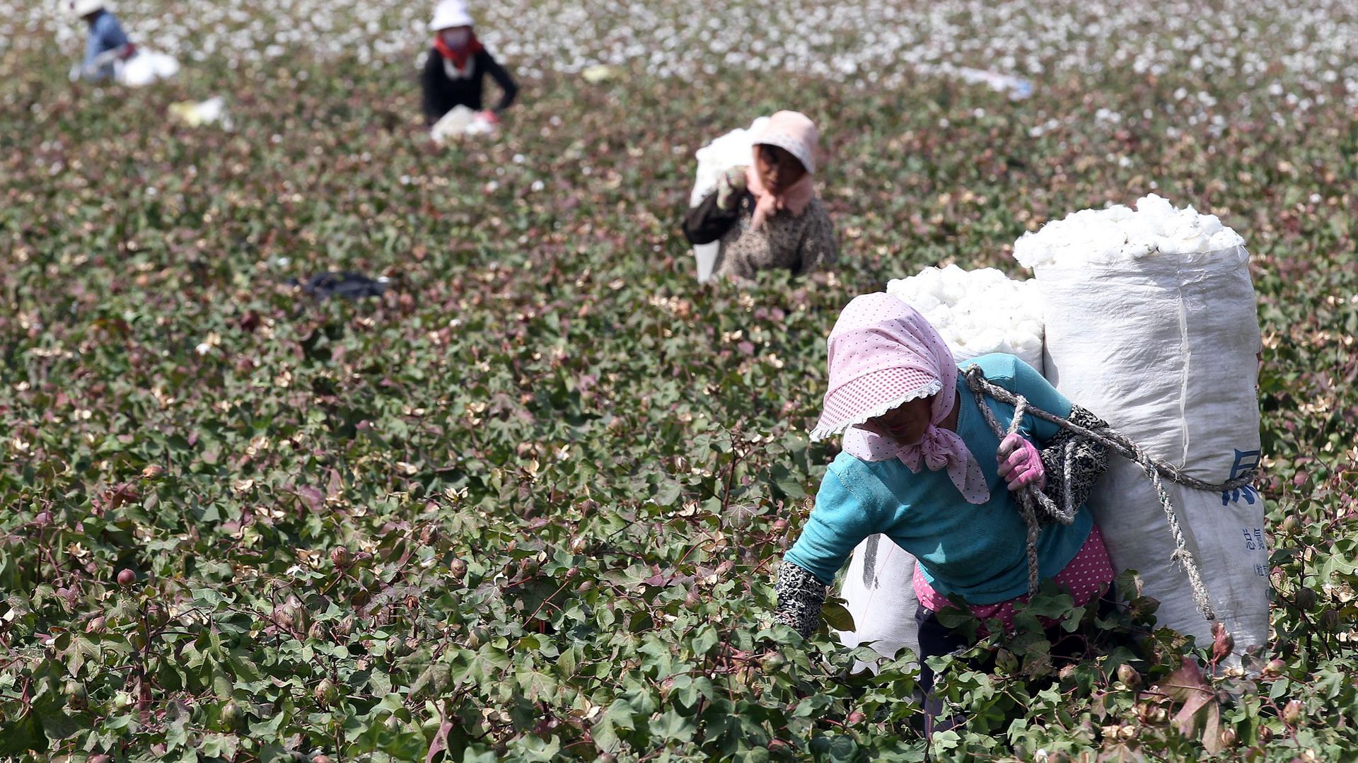 La récolte du coton est réputée harassante et mal payée. Des centaines de milliers de Ouïghours seraient forcés d’y participer.