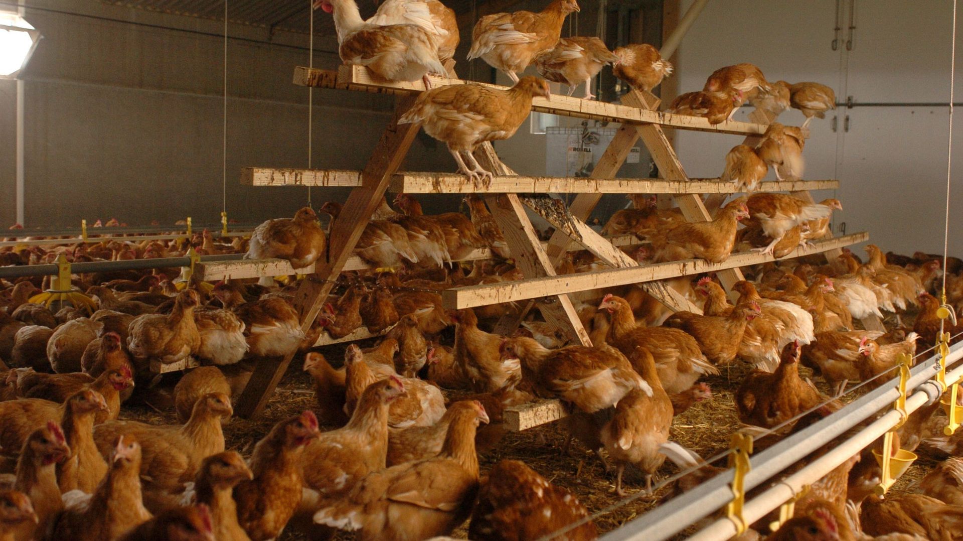 Déjà dix oiseaux contaminés par la grippe aviaire en Belgique, le virus se propage rapidement en Europe