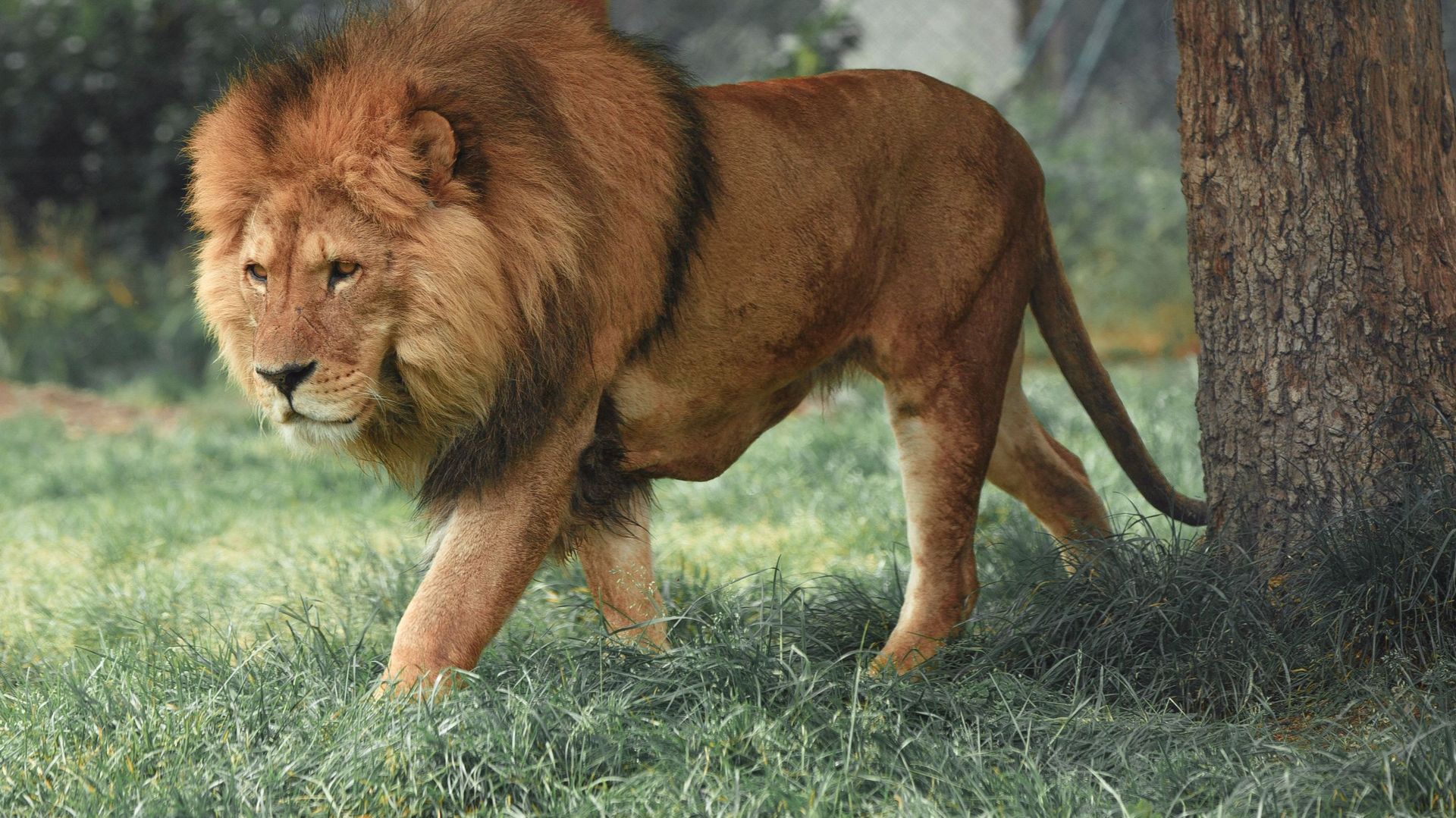 L'élevage de lions en captivité pour la chasse en Afrique du Sud bientôt interdit ? Les autorités s'engagent