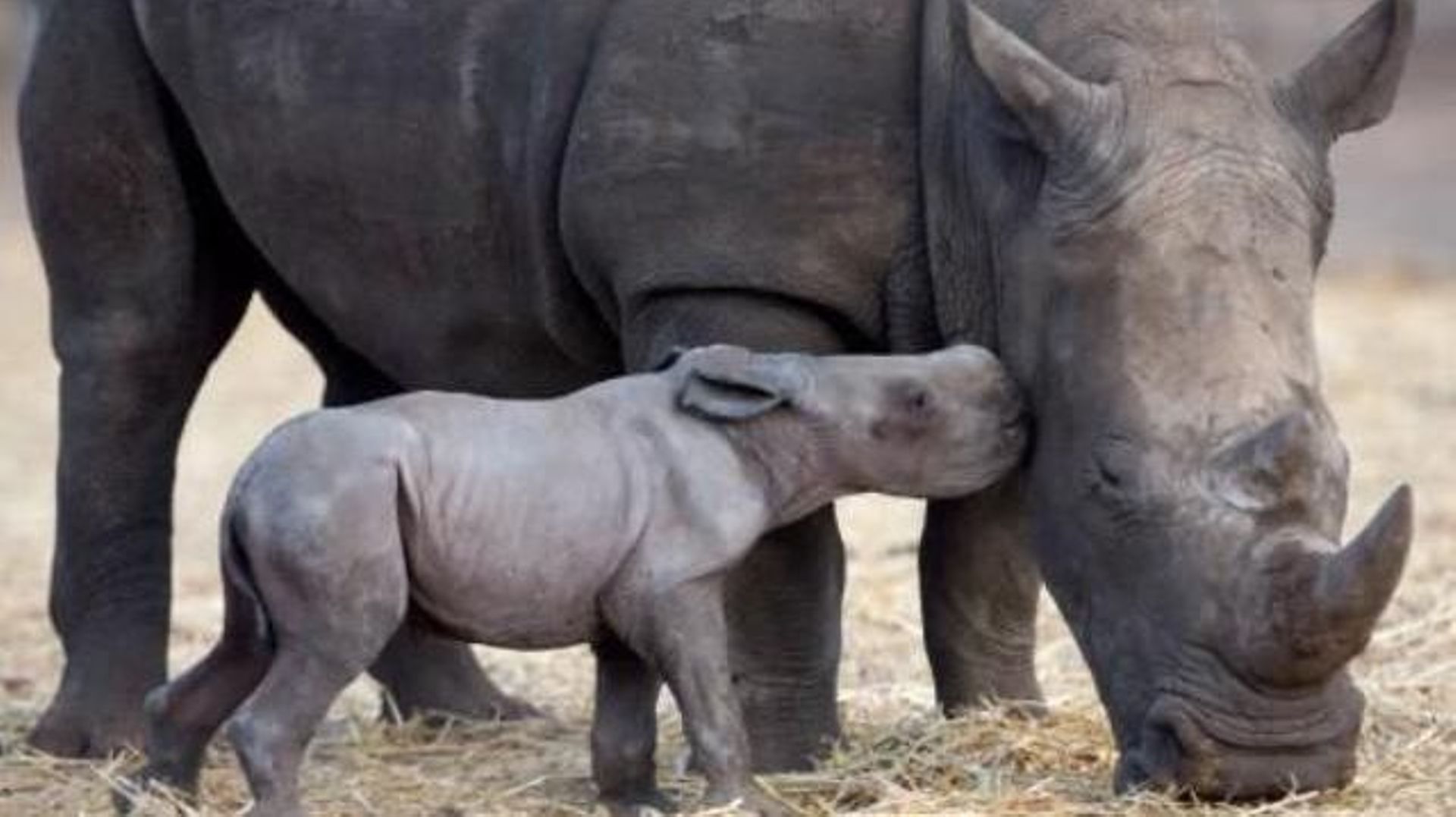 Les braconniers risquent d'exterminer les rhinocéros à moyen terme