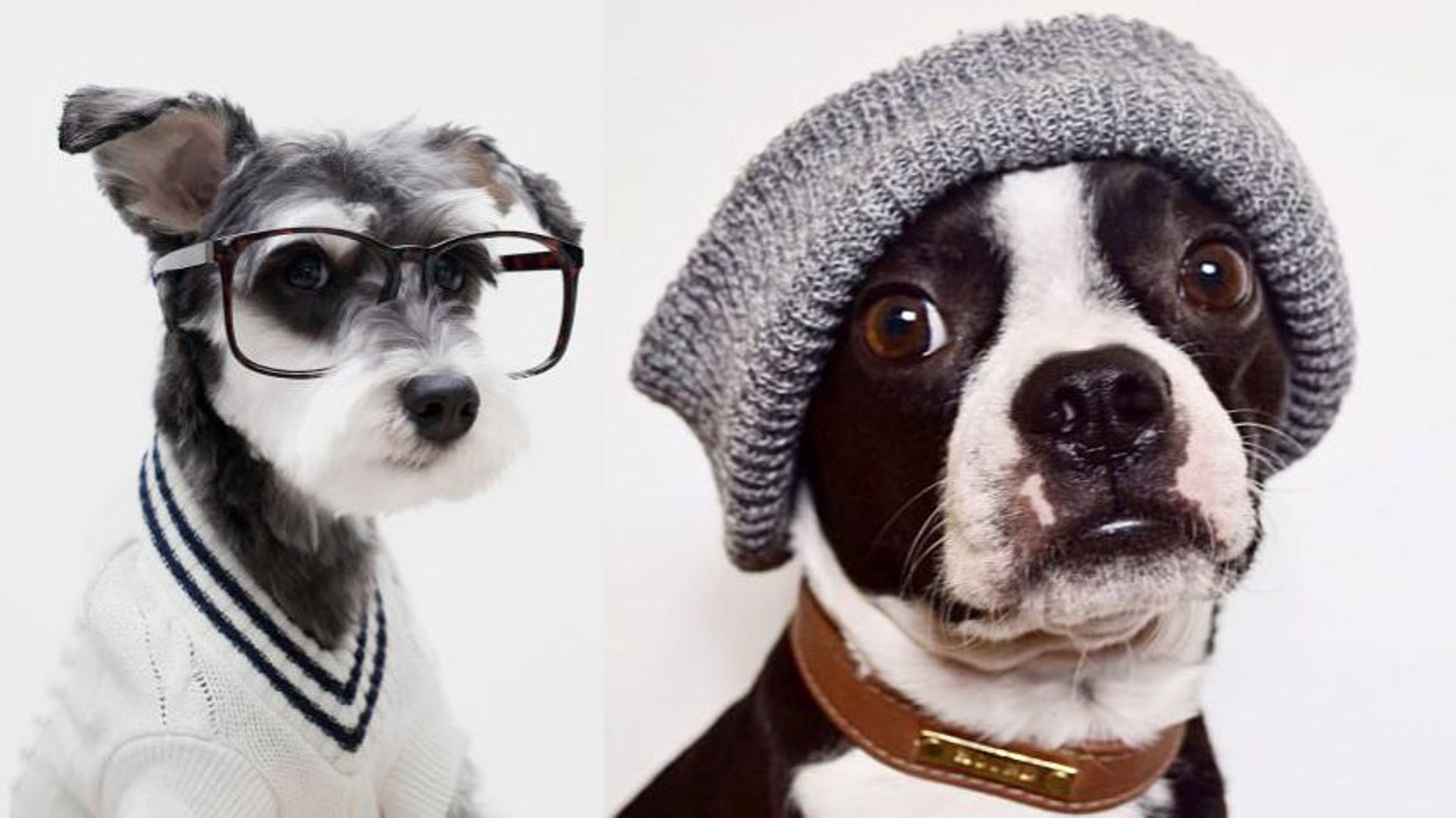 Une marque de v tements utilise les chiens les plus c l bres d