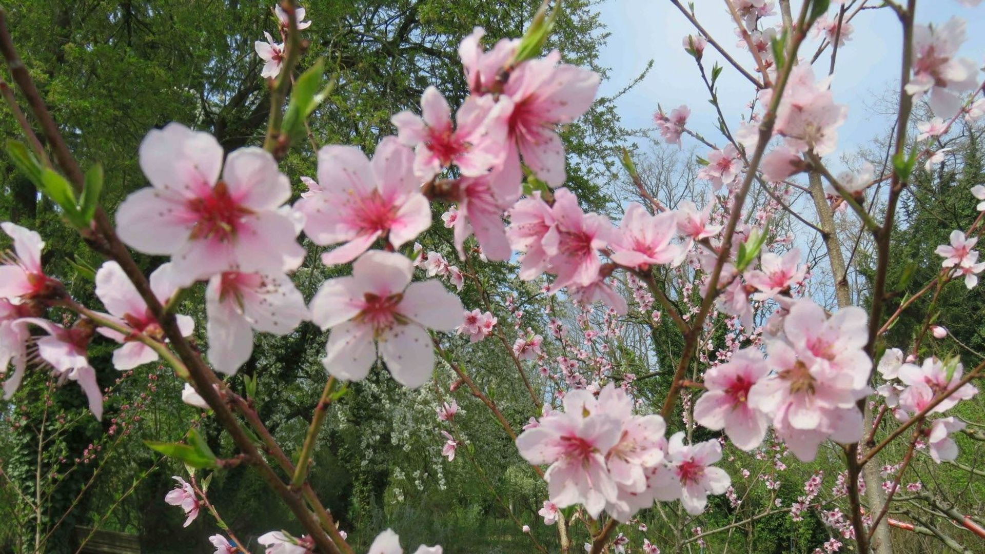Femmes préparant des fleurs pour les célébrations de Pâques, église