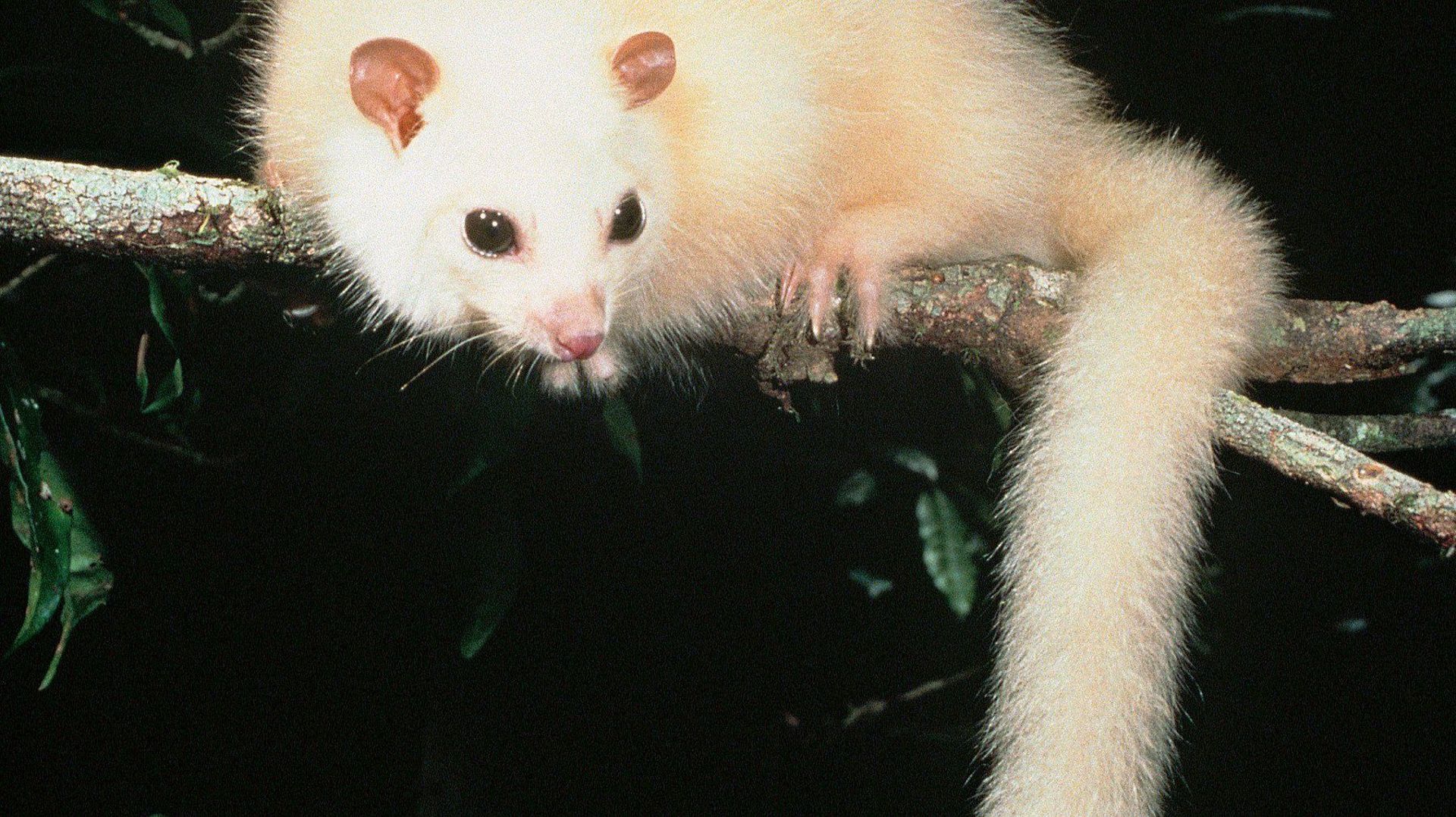Lémurien blanc Possum en voie d'extinction