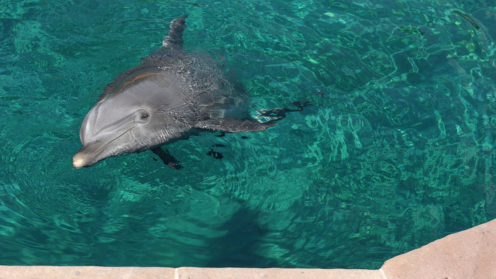 Des dauphins aperçus à la côte belge RTBF Actus