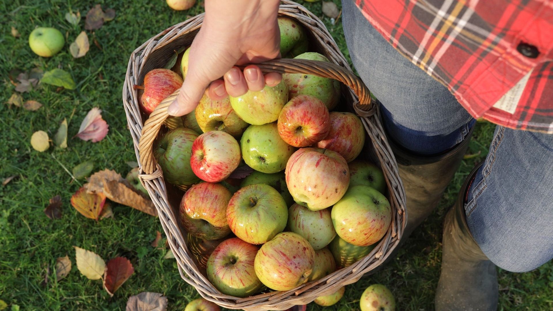 Des pommes pour isoler les bâtiments.