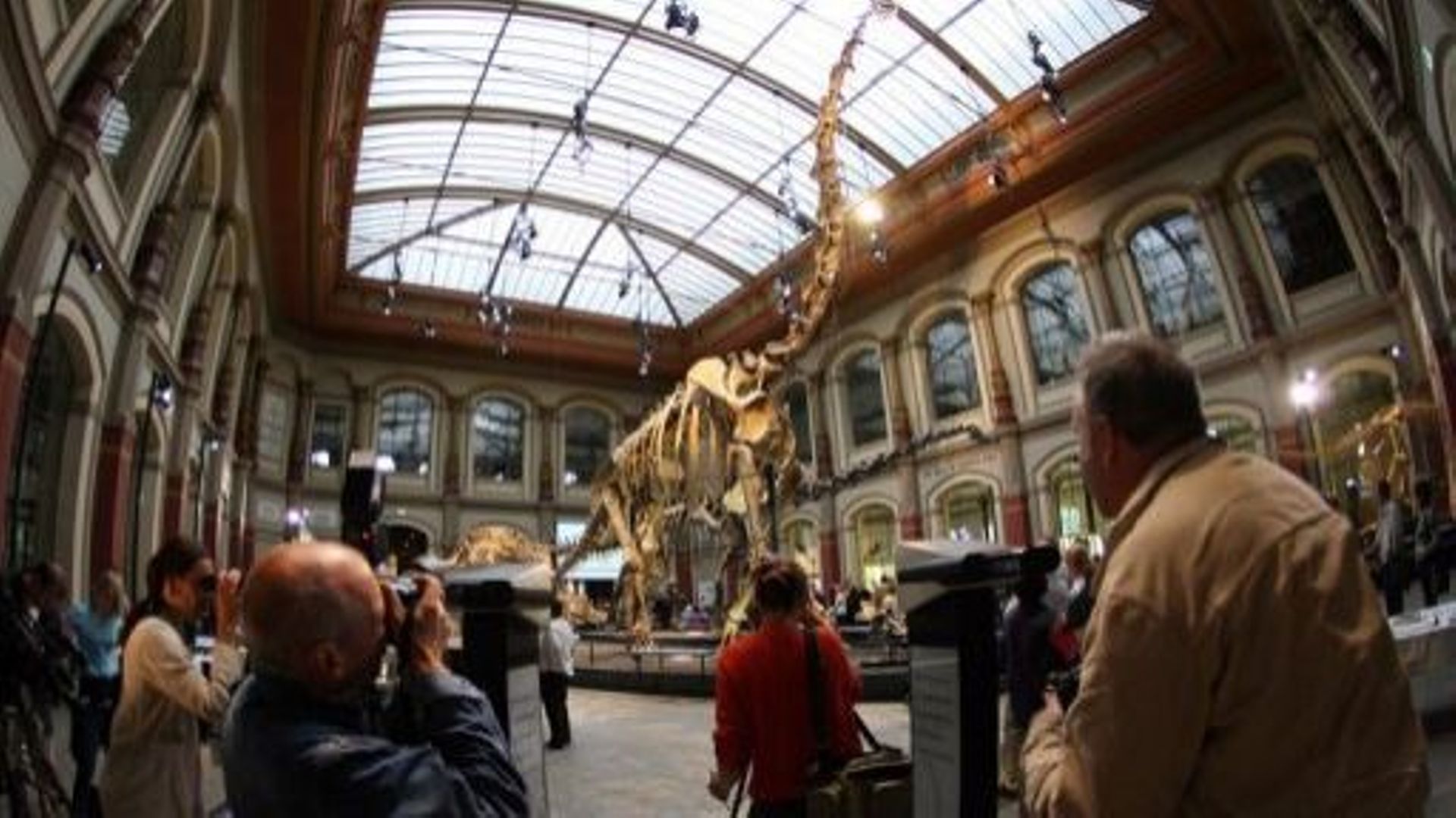 Le squelette d'un brachiosaure exposé au musée d'Histoire naturelle de Berlin