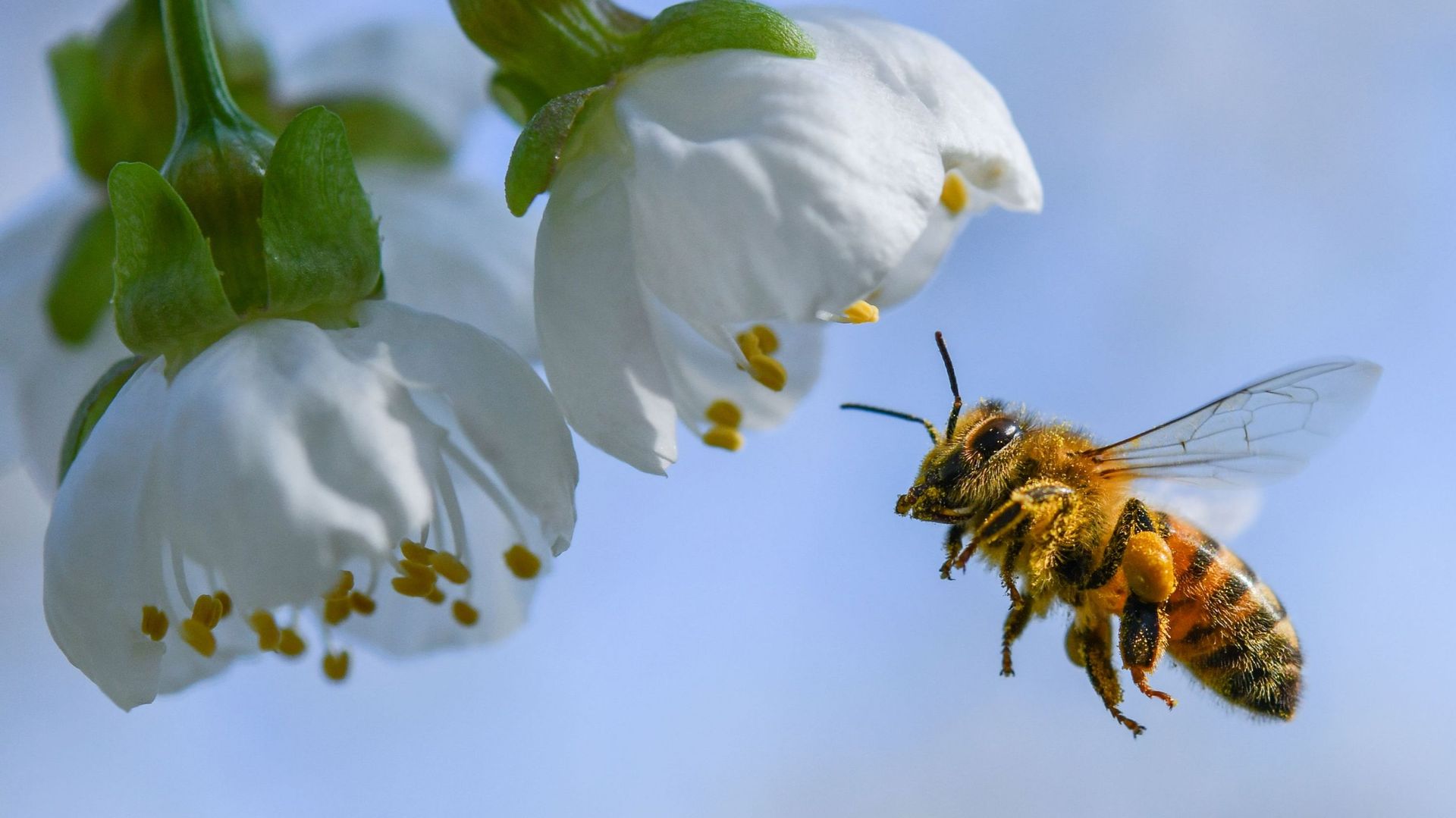 Pour ou contre l'interdiction des néonicotinoïdes, nocifs pour les abeilles mais indispensables à certaines cultures?