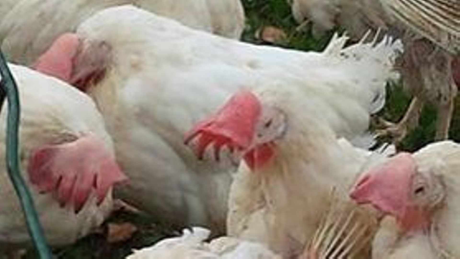 adoptez-des-poules-dans-votre-jardin-l-asbl-sea-lance-un-appel-pour-le-sauvetage-de-400-poules-d-un-elevage-a-maredret