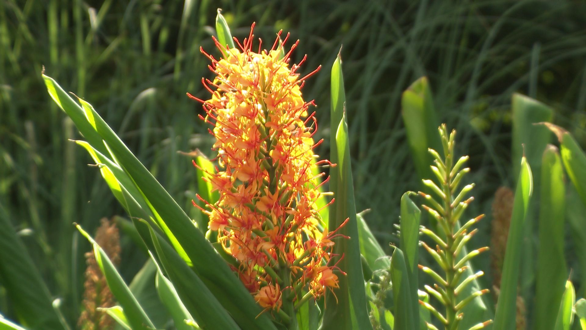 Hedychium coccineum 