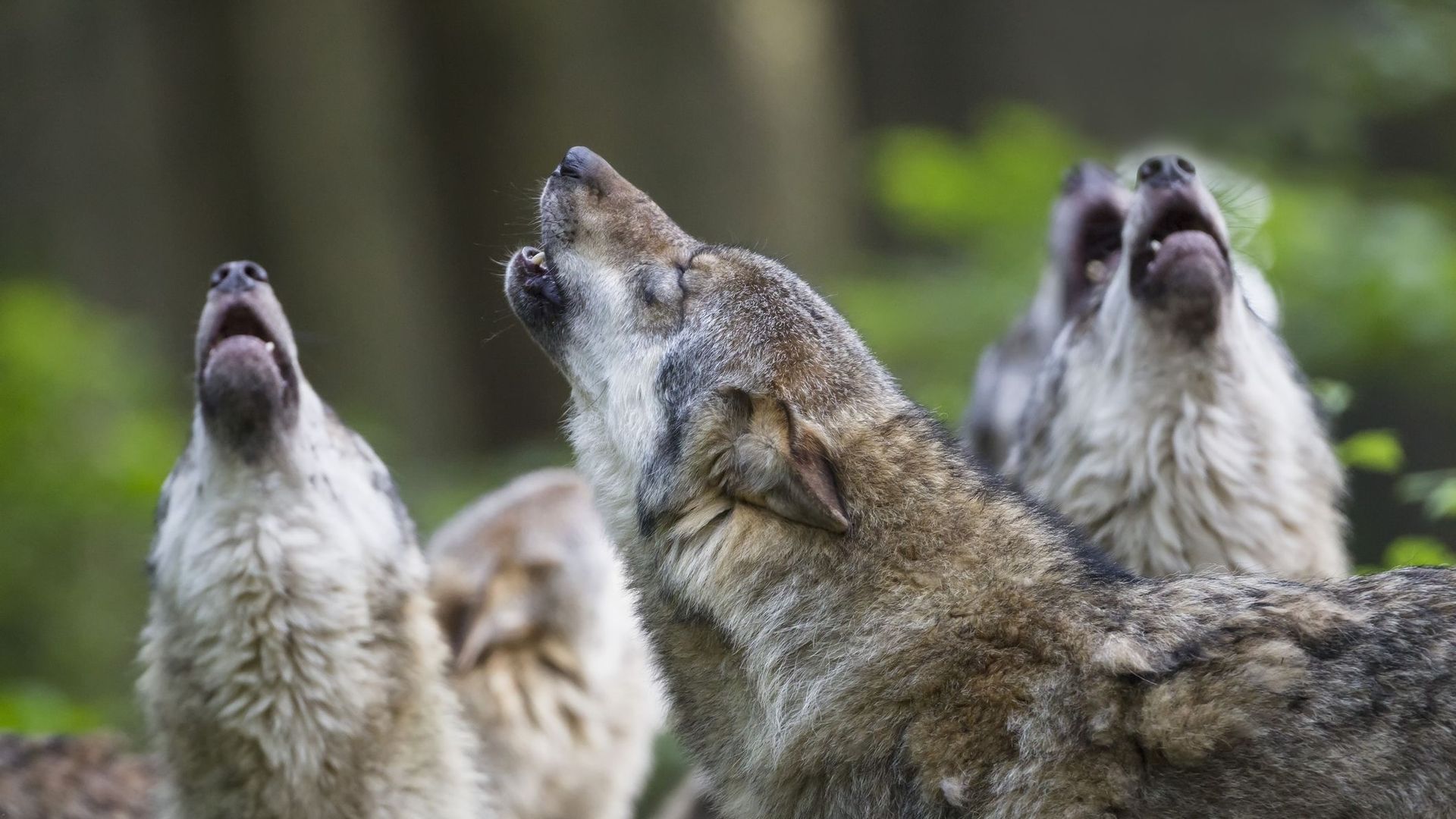 Dans le massif du Vercors, on hurle avec les loups pour les débusquer.