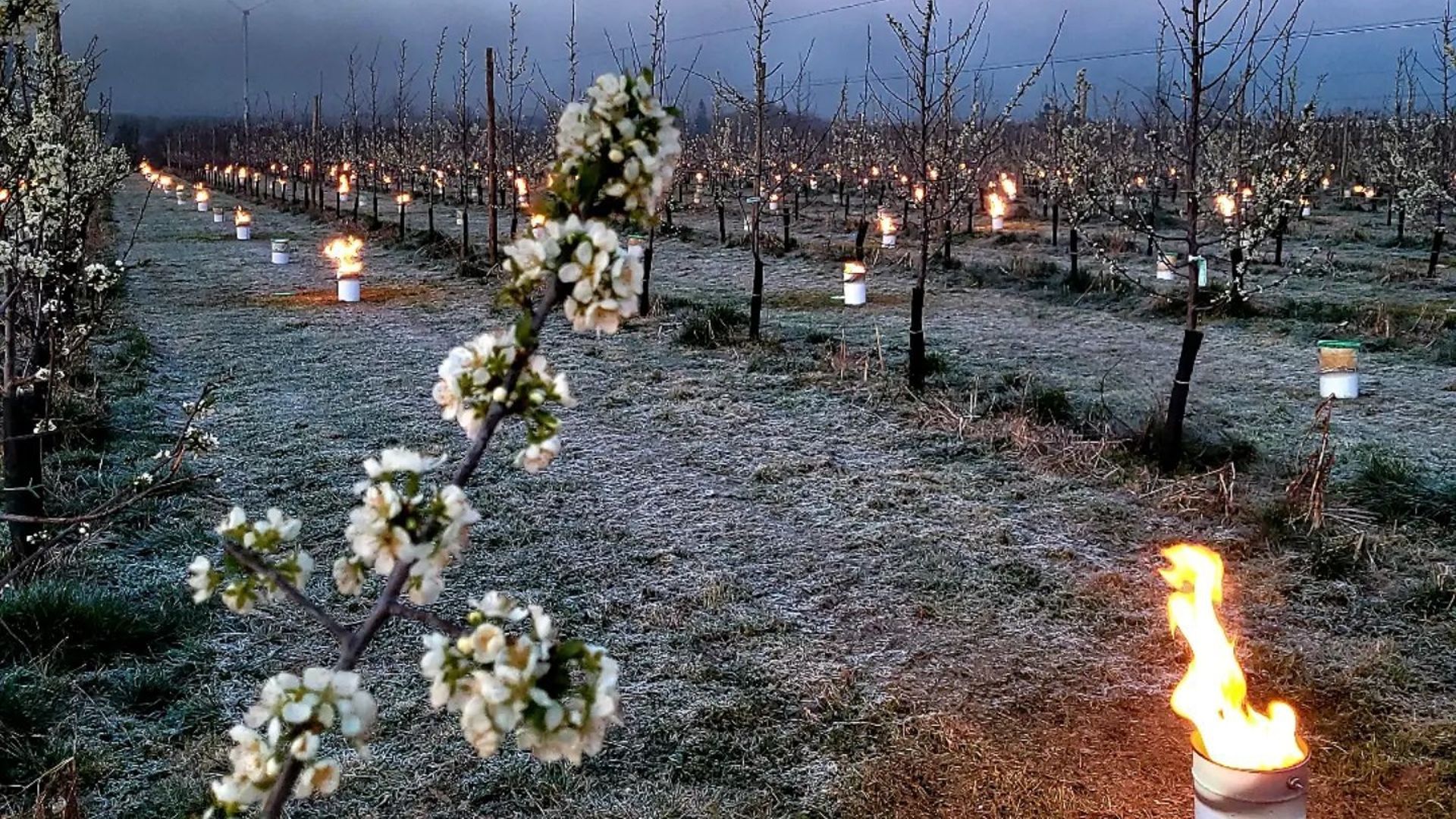 Deux cents brûlots à l’hectare ont été allumés cette nuit pour tenter de sauver du gel les cerisiers en fleurs.