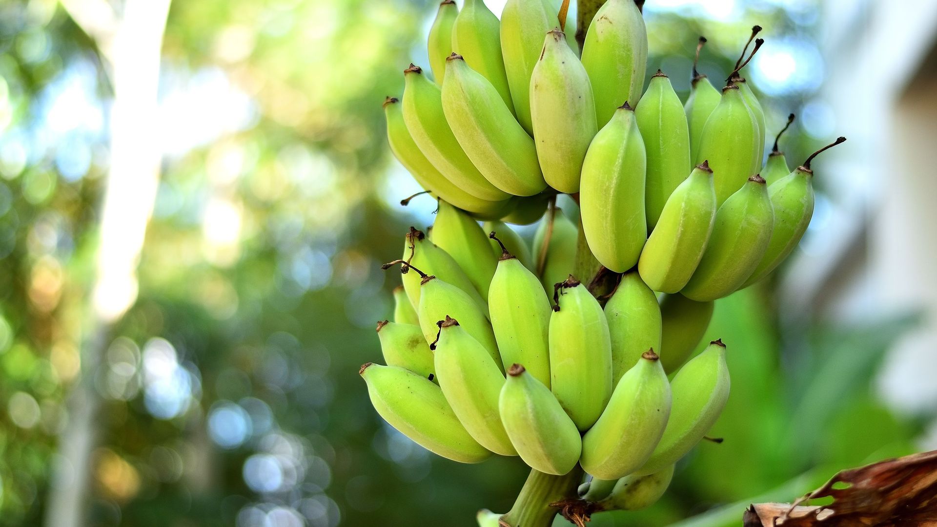 Alerte : les bananes sont en danger à cause d'une maladie