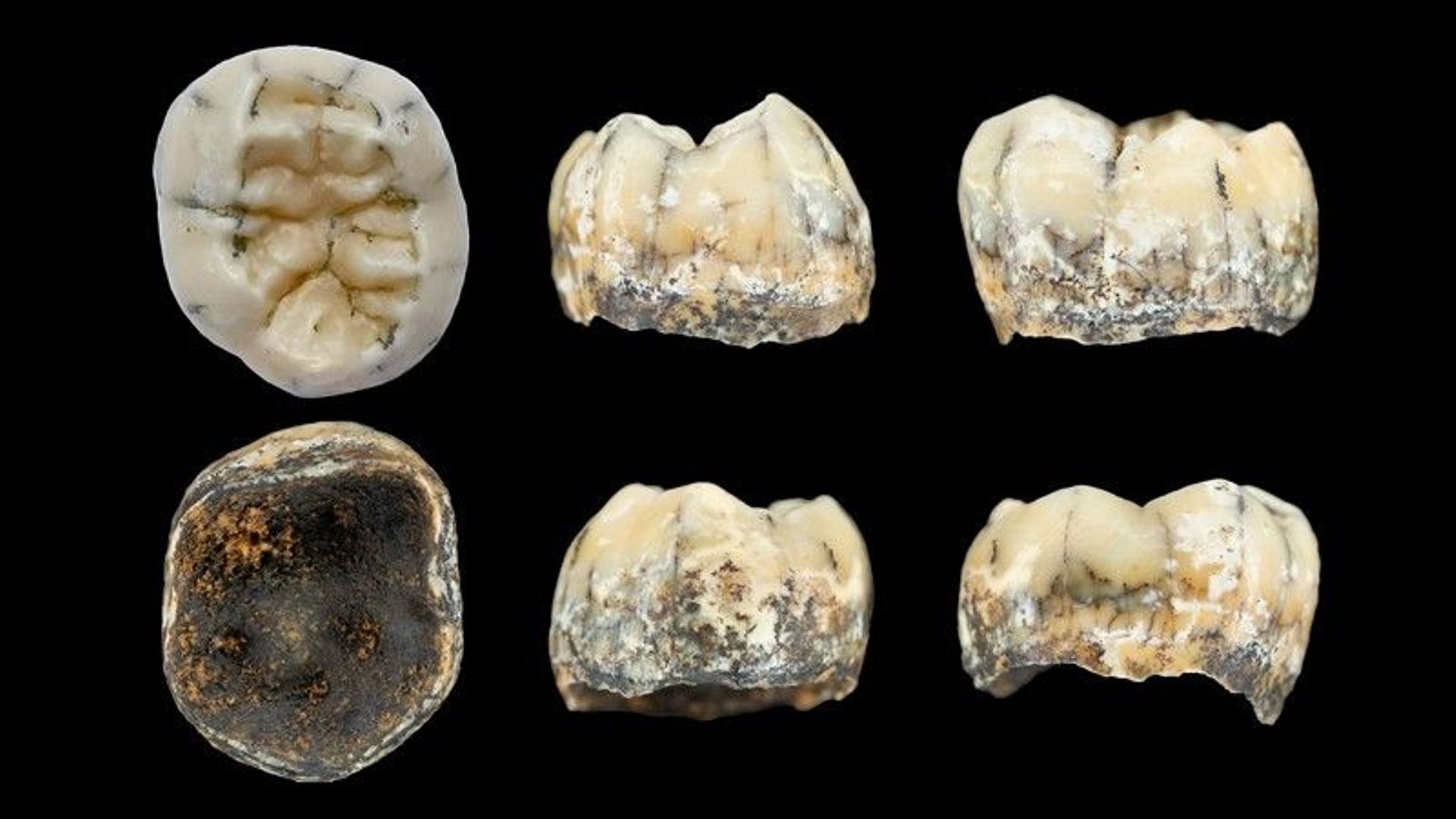 Dénisoviens : une dent retrouvée dans une grotte au Laos éclaircit le mystère de cette espèce sœur des humains modernes
