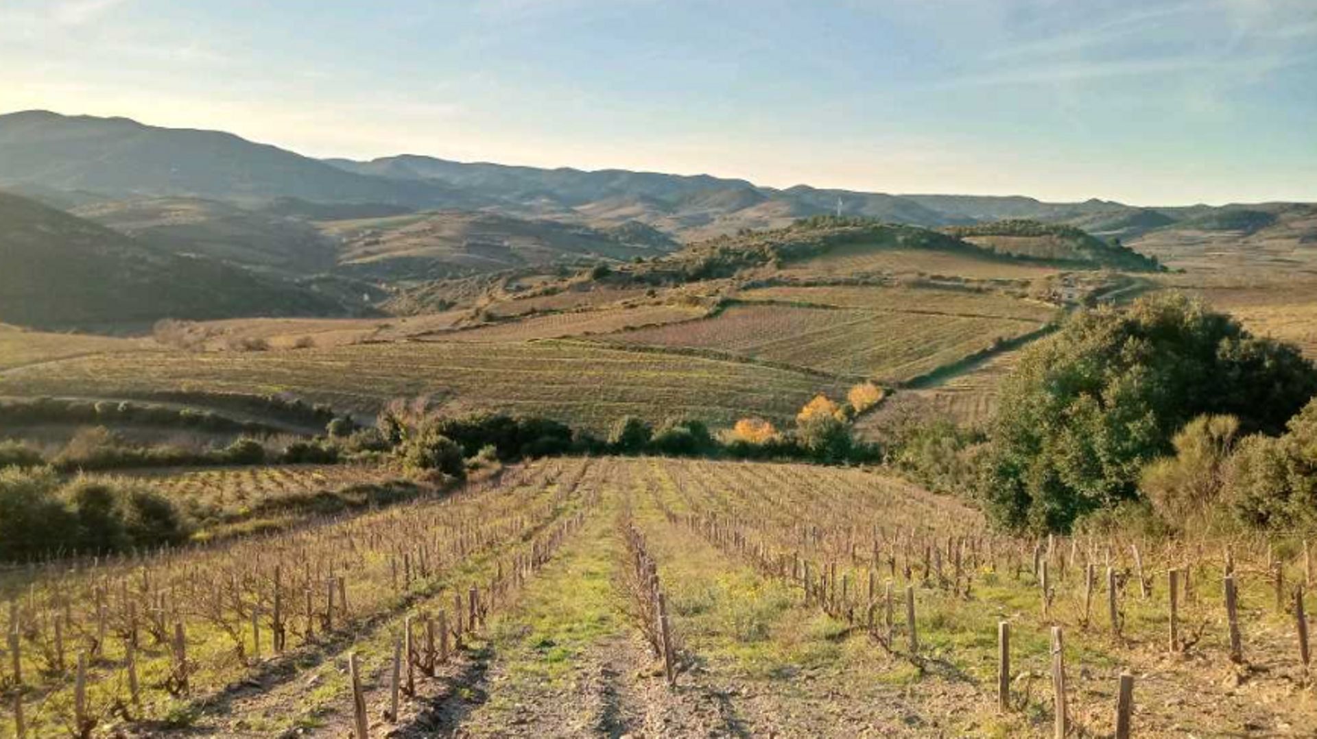 Avec ses 20 hectares, ce jeune viticulteur sort environ 66 000 bouteilles de Fitou par an.