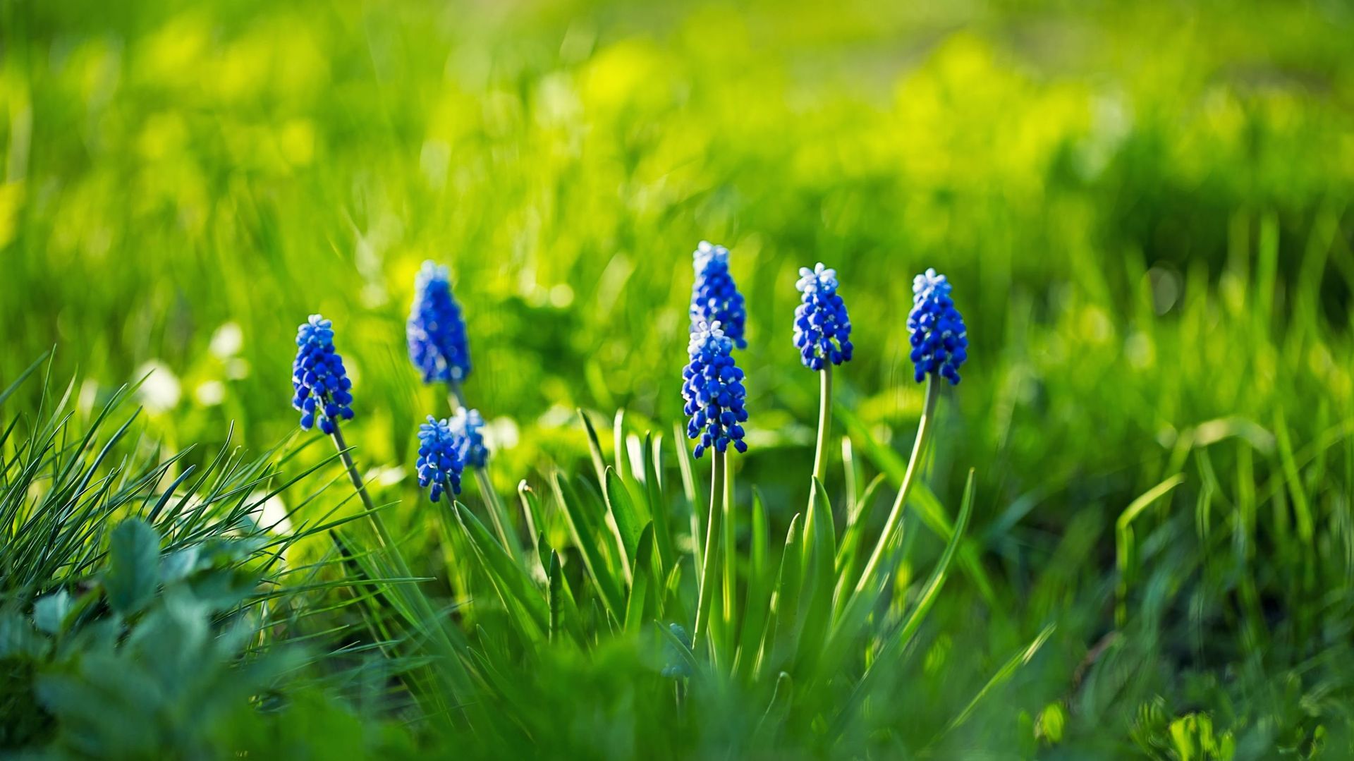 Le feuillage du muscari est très semblable à celui du gazon. Une parfaite harmonie.