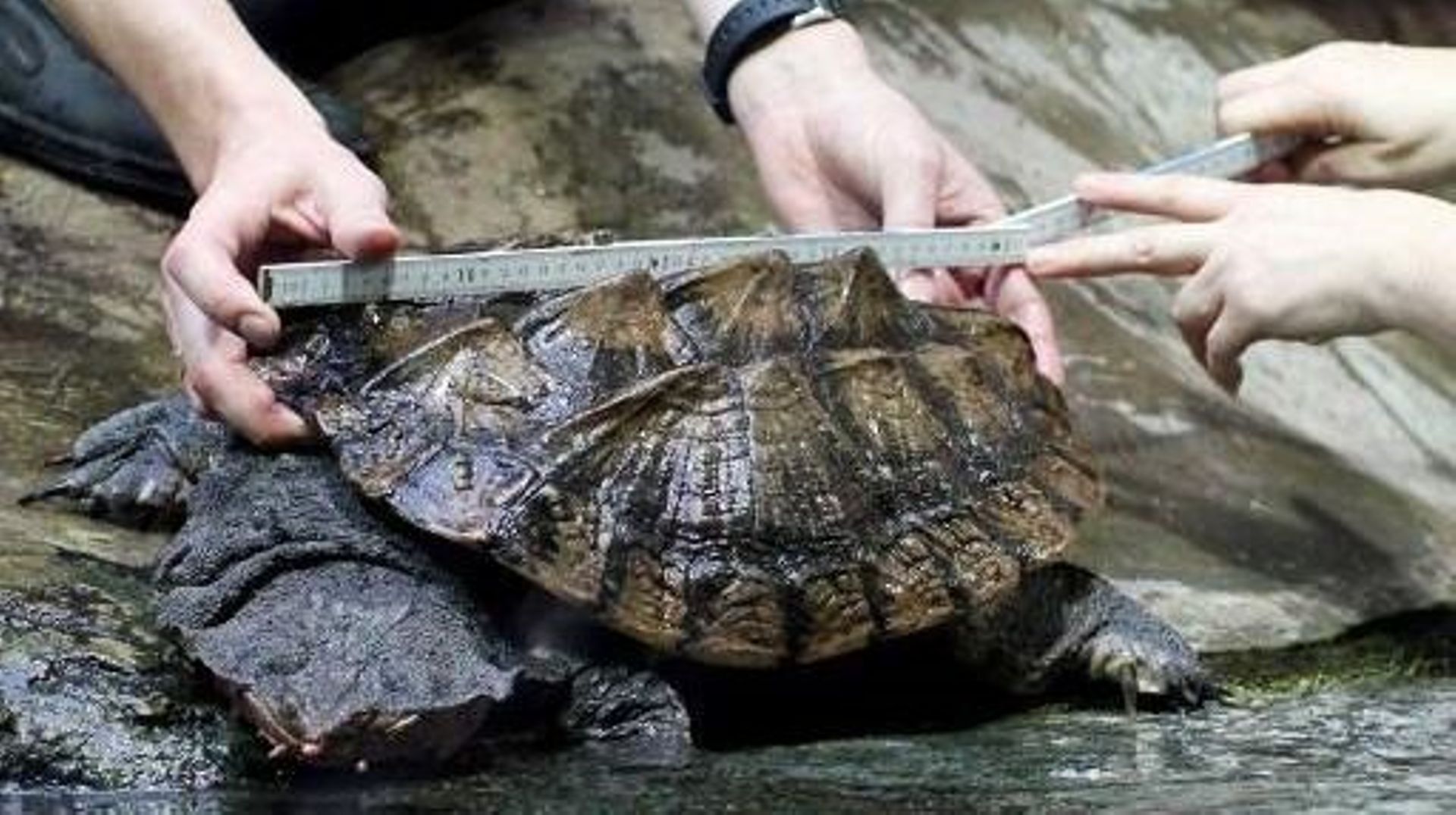 Amérique du Sud: protection accrue pour des grenouilles et tortues d'eau douce