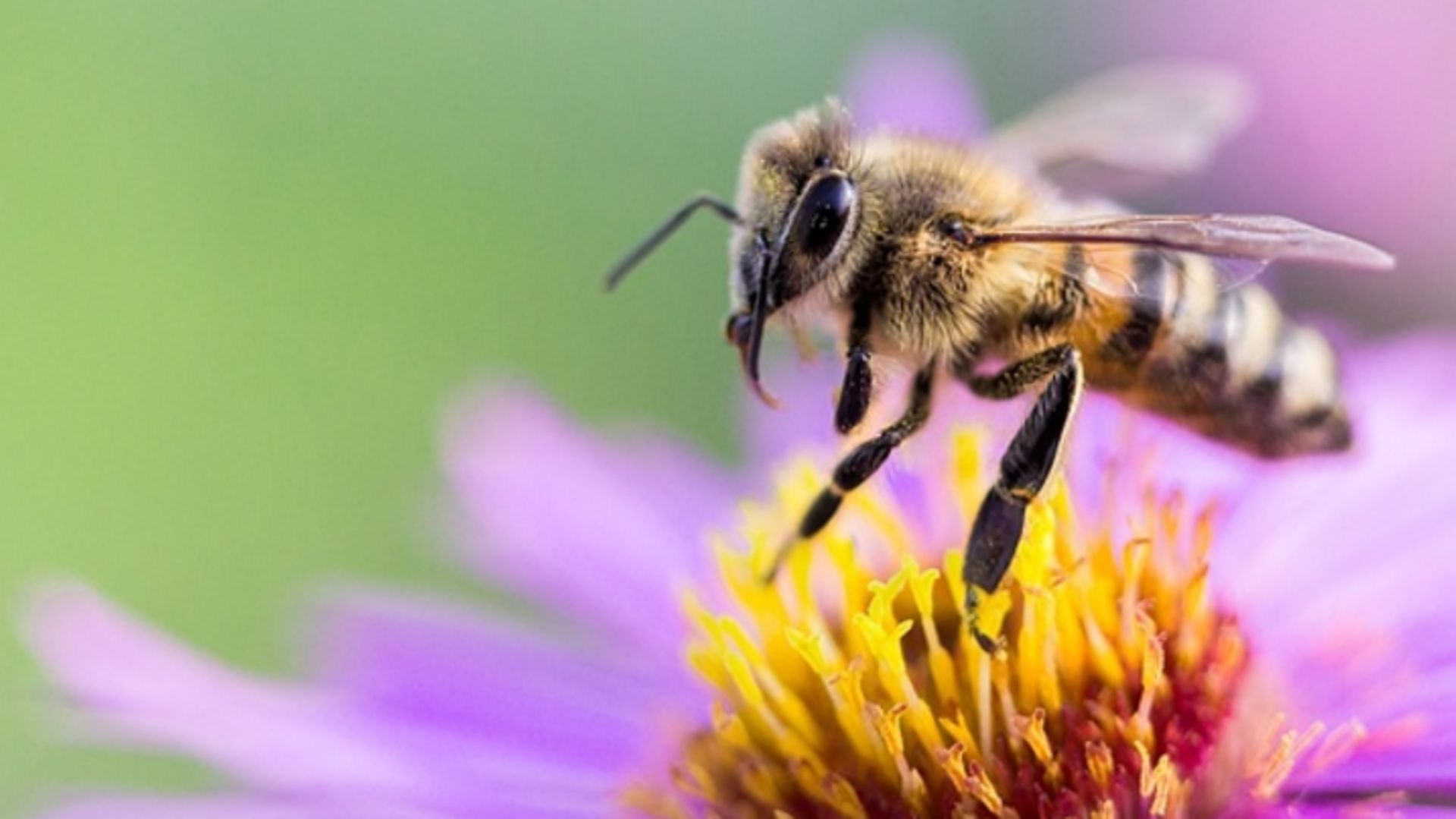 La Pousse Verte - Graines de fleurs mellifères pour les abeilles