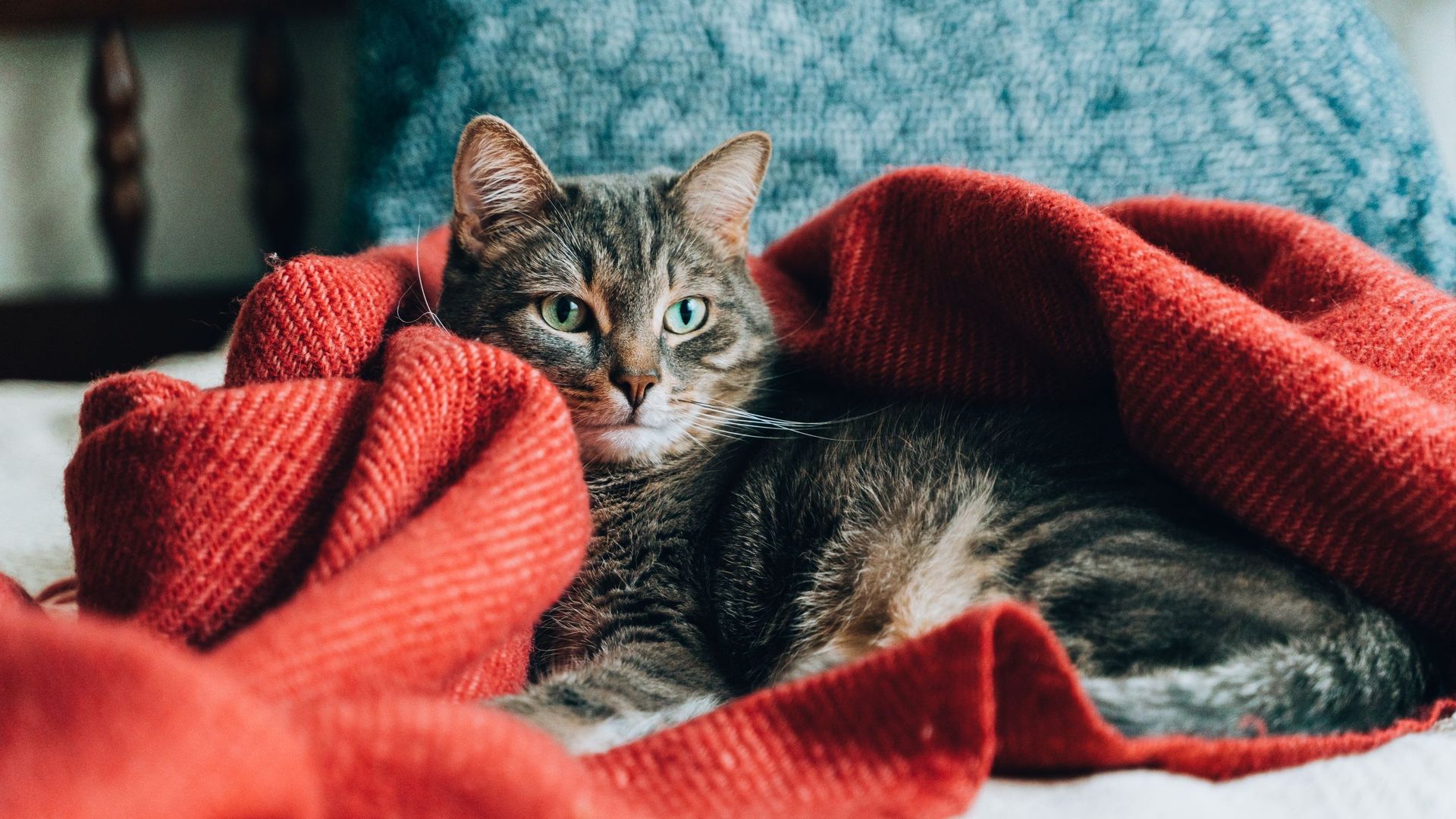 Cute domestic tabby cat lying and resting in red blanket on sofa