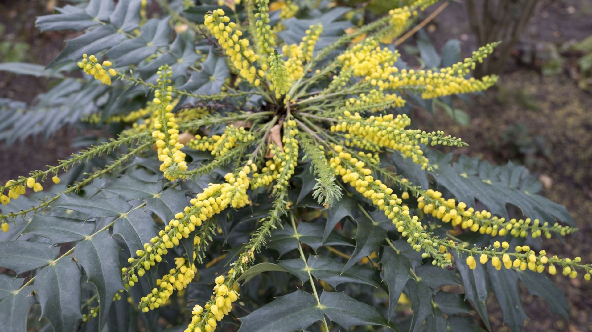 Les épis floraux du Mahonia épanouissent progressivement leurs boutons pour une longe floraison.