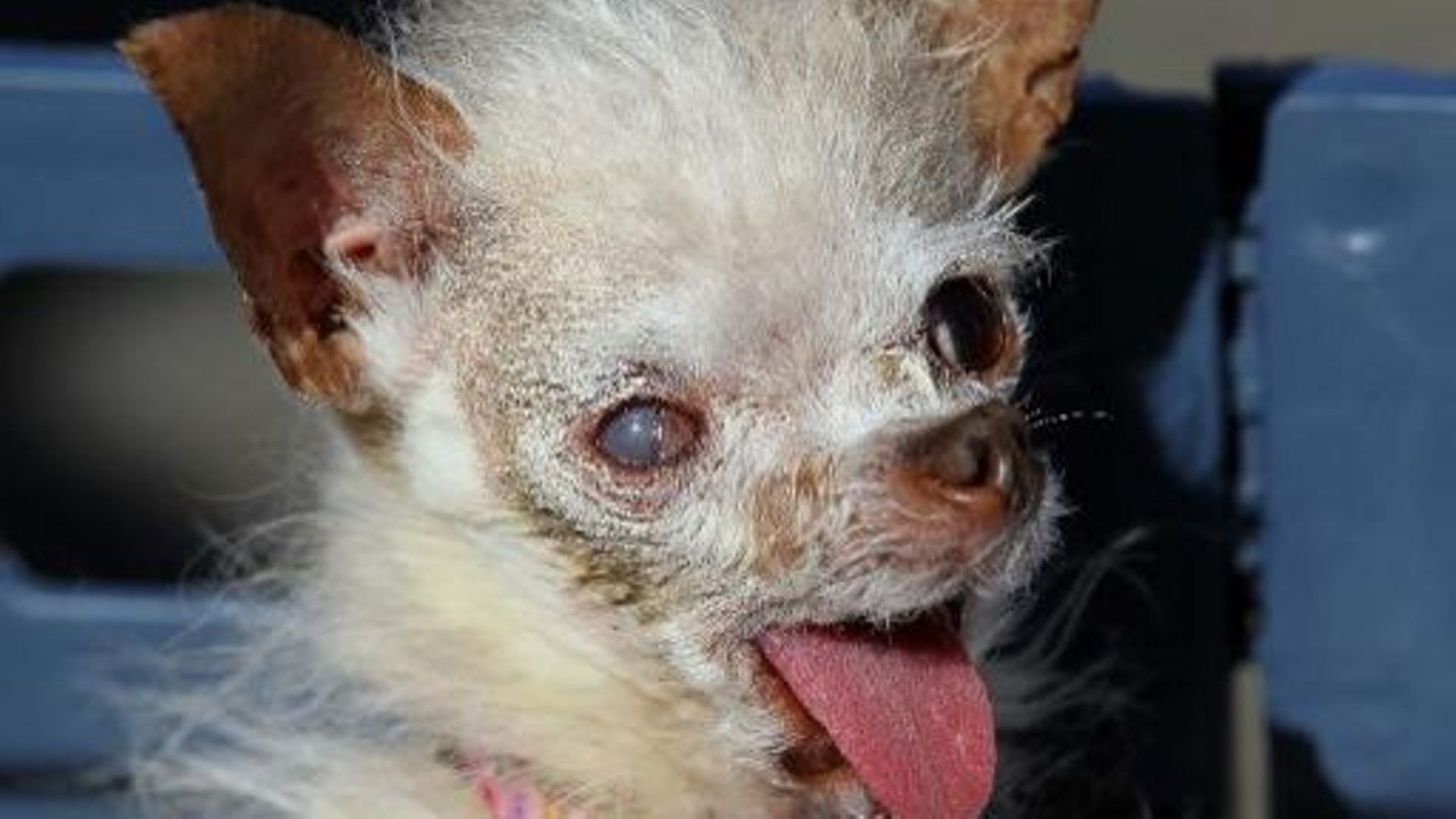 Yoda, 14 ans, est désormais le chien le plus laid du monde