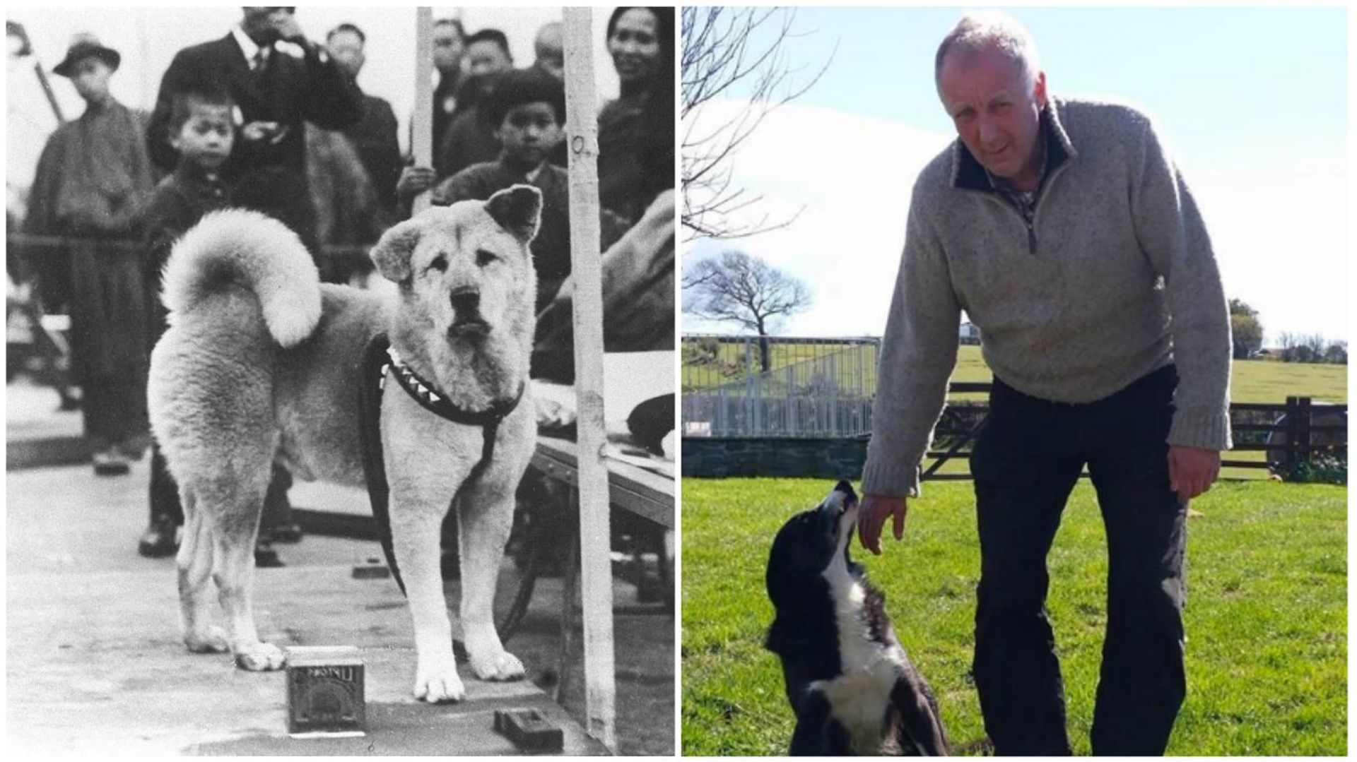 Deux histoires entre un maître et son chien qui vous feront craquer