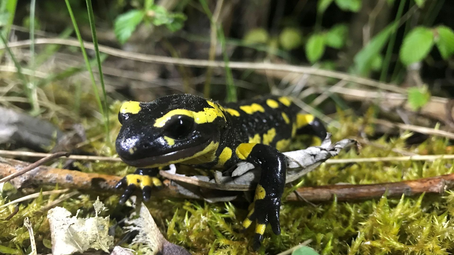 Biodiversité : 'On sous-estime l'importance des salamandres' 