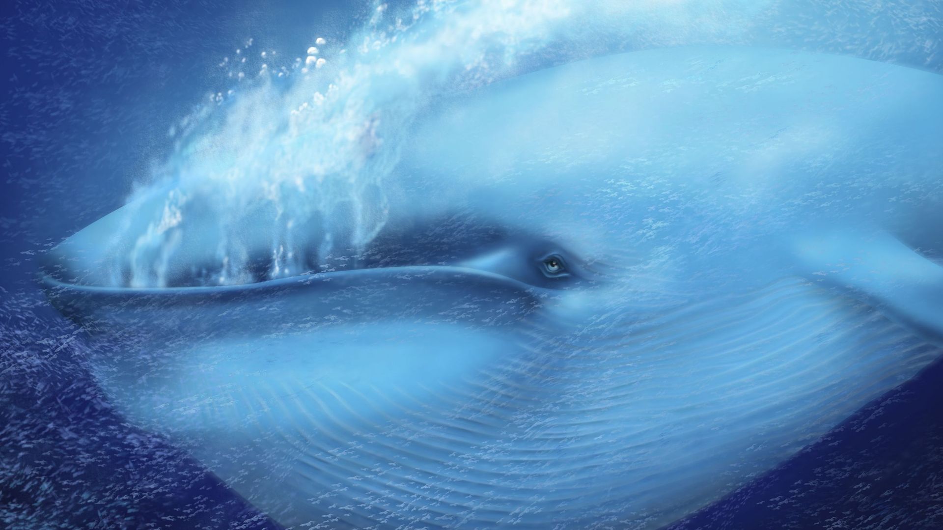 Les baleines bleues absorberaient jusqu’à 10 millions de morceaux de microplastiques par jour, selon une étude.