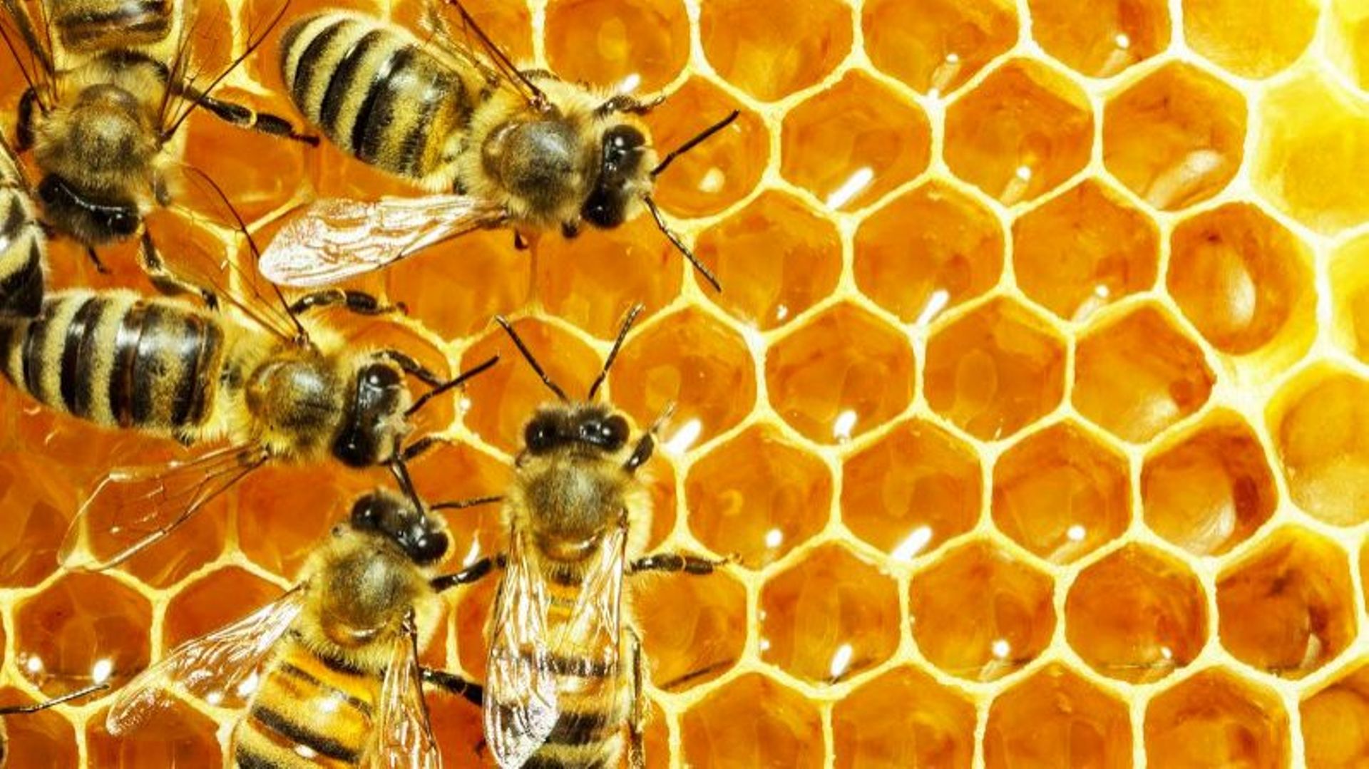comment-se-soigner-grace-aux-abeilles