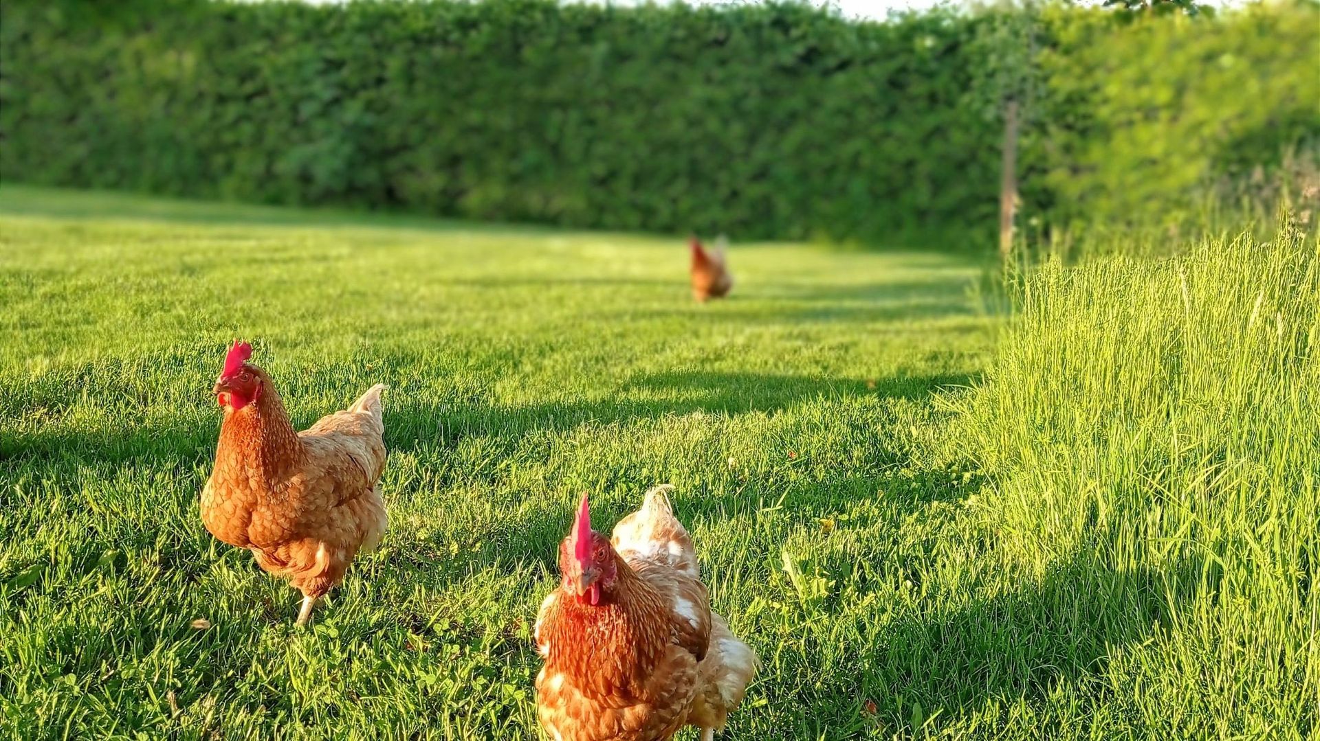 Laissez les poules gambader dans la pelouse
