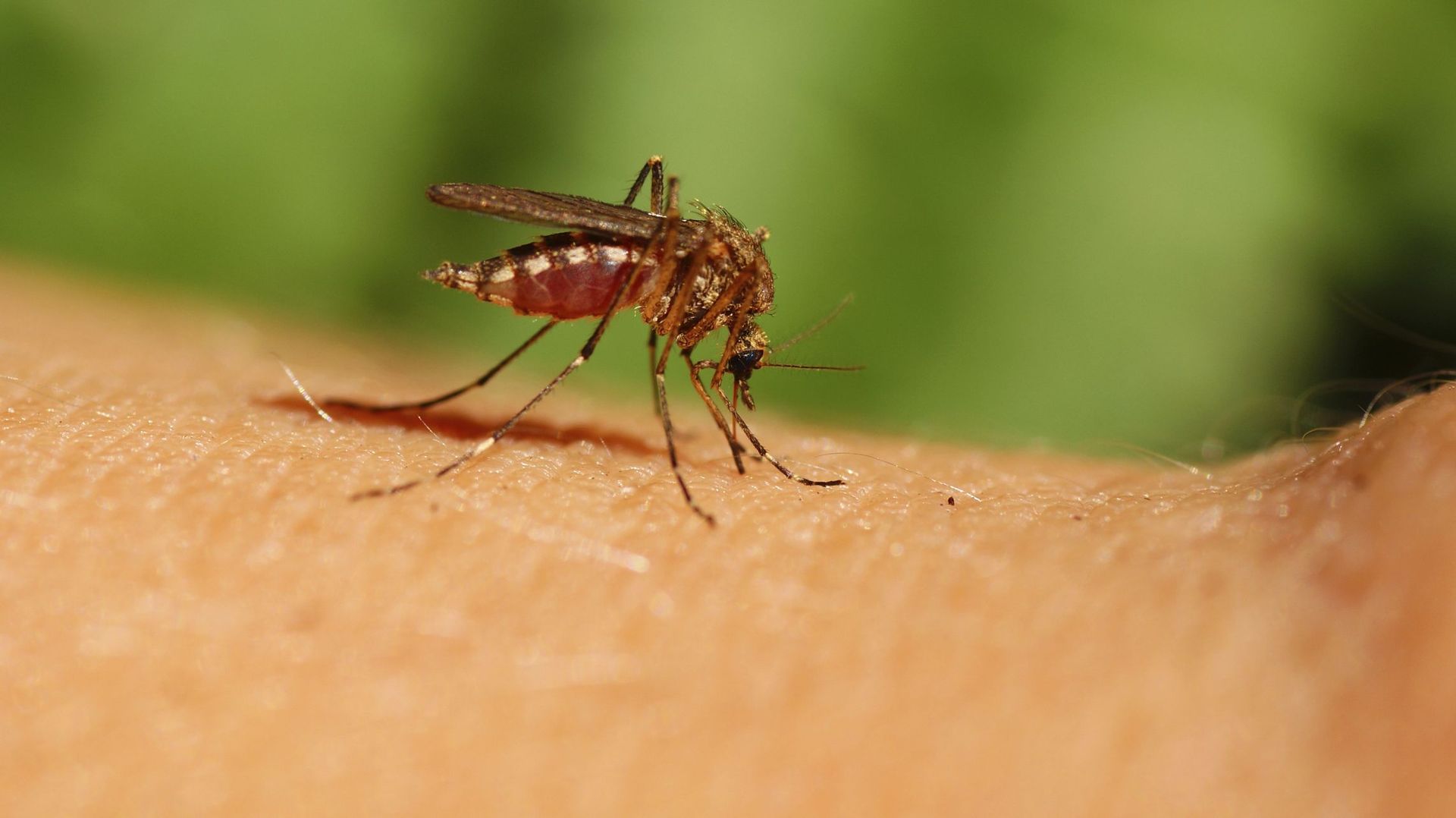 Comment éviter les piqûres de moustiques