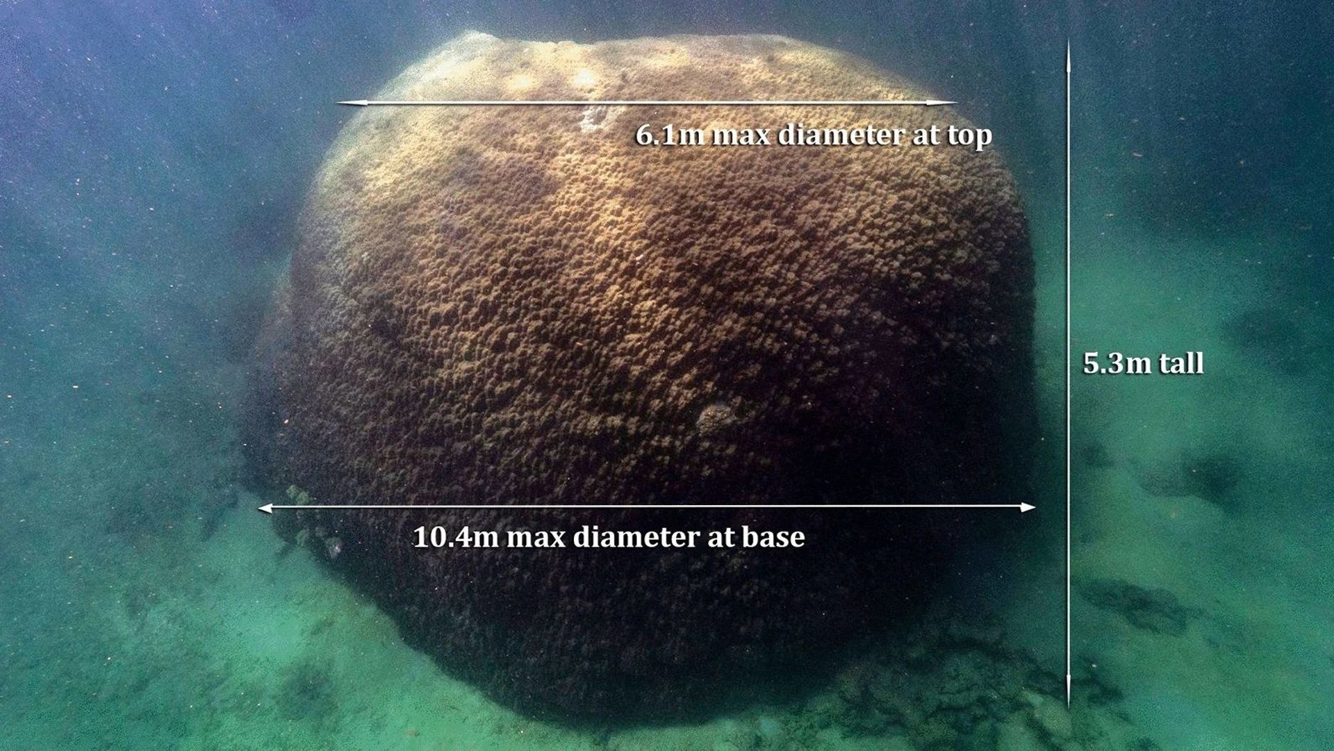 Un corail de 400 ans "exceptionnellement grand" découvert dans la Grande Barrière des côtes australiennes