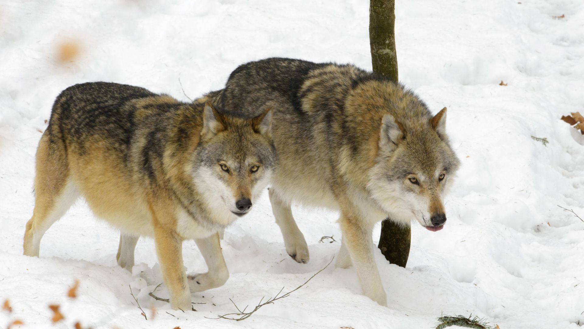 En Suisse, la "régulation préventive" du loup divise.
