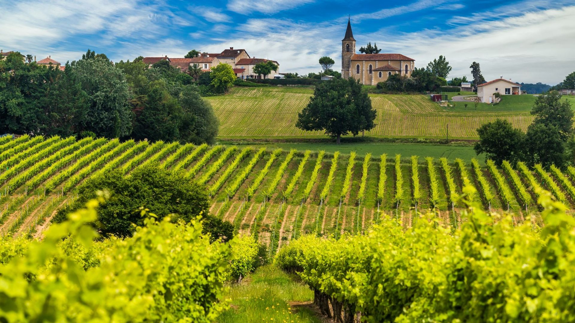 En Bourgogne, une forêt créée de toutes pièces pour protéger la vigne du réchauffement