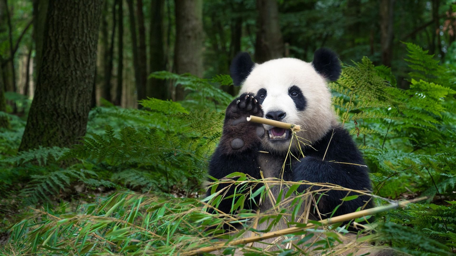 Protéger le panda n'aide pas toutes les espèces de son habitat.