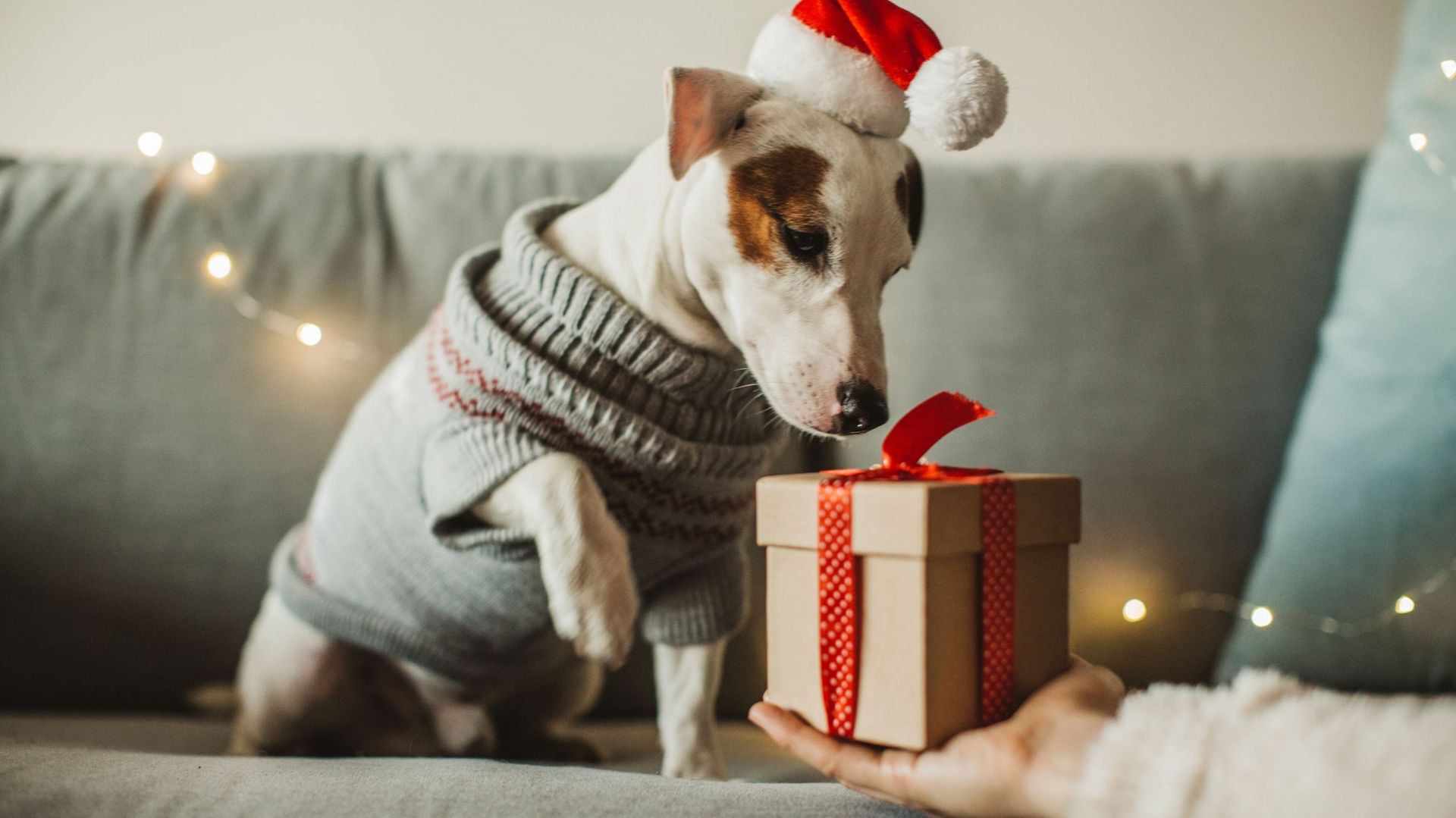 Vos animaux à quatre pattes aiment aussi les cadeaux de Noël