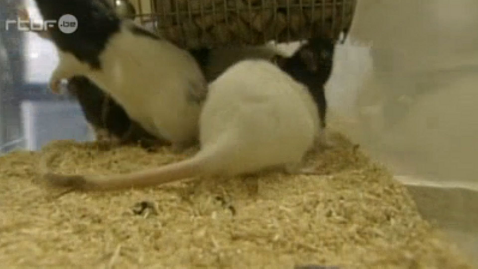 Les rats de Gilles-Eric Séralini développaient trop de cancers. Monsanto s'emploie-t-il à faire en sorte que cela ne se sache pas ?