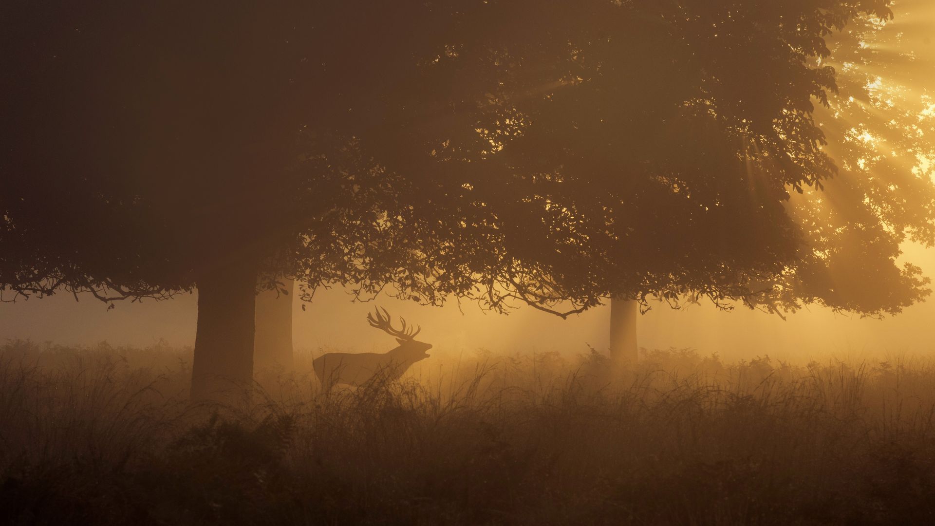 La météo influence-t-elle le brame du cerf ?