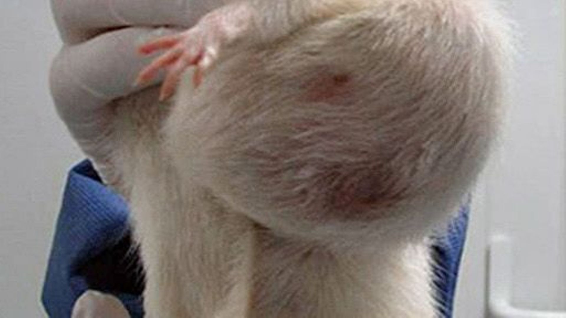 Tumeur sur un rat testé au maïs OGM par le chercheur Gilles-Eric Séralini