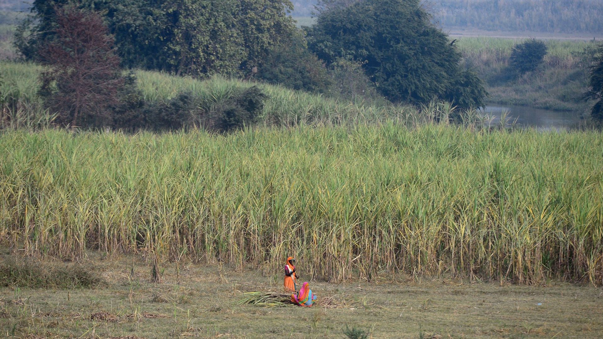 Une femme au milieu d'une plantation de canne à sucre dans la périphérie d'Ayodhya, au nord de l'Etat d'Uttar Pradesh (Inde), le 6 décembre 2018.
