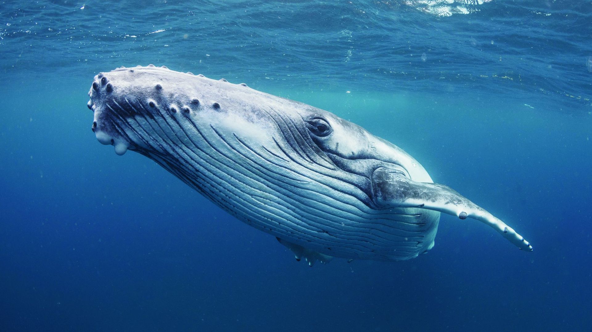 Cancer : l'ADN des baleines les en protège, cela peut-il nous aider ?