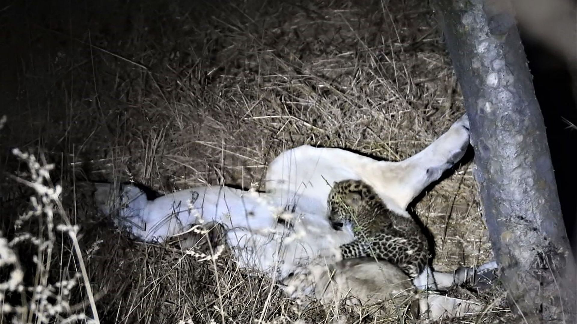 Le bébé léopard et sa maman adoptive