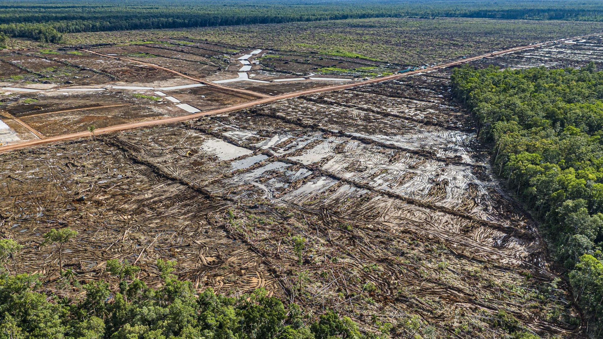 Loi contre la déforestation : la Commission européenne propose un nouveau report d'un an
