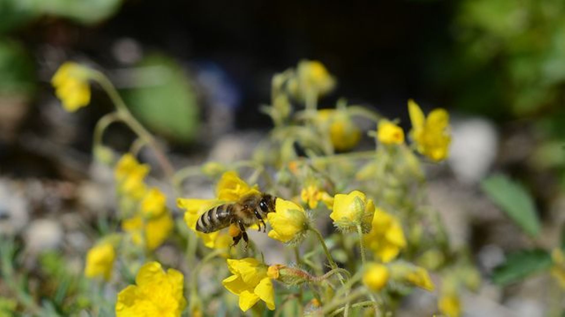 Les abeilles qui colonisent une seule plante risquent de disparaître.