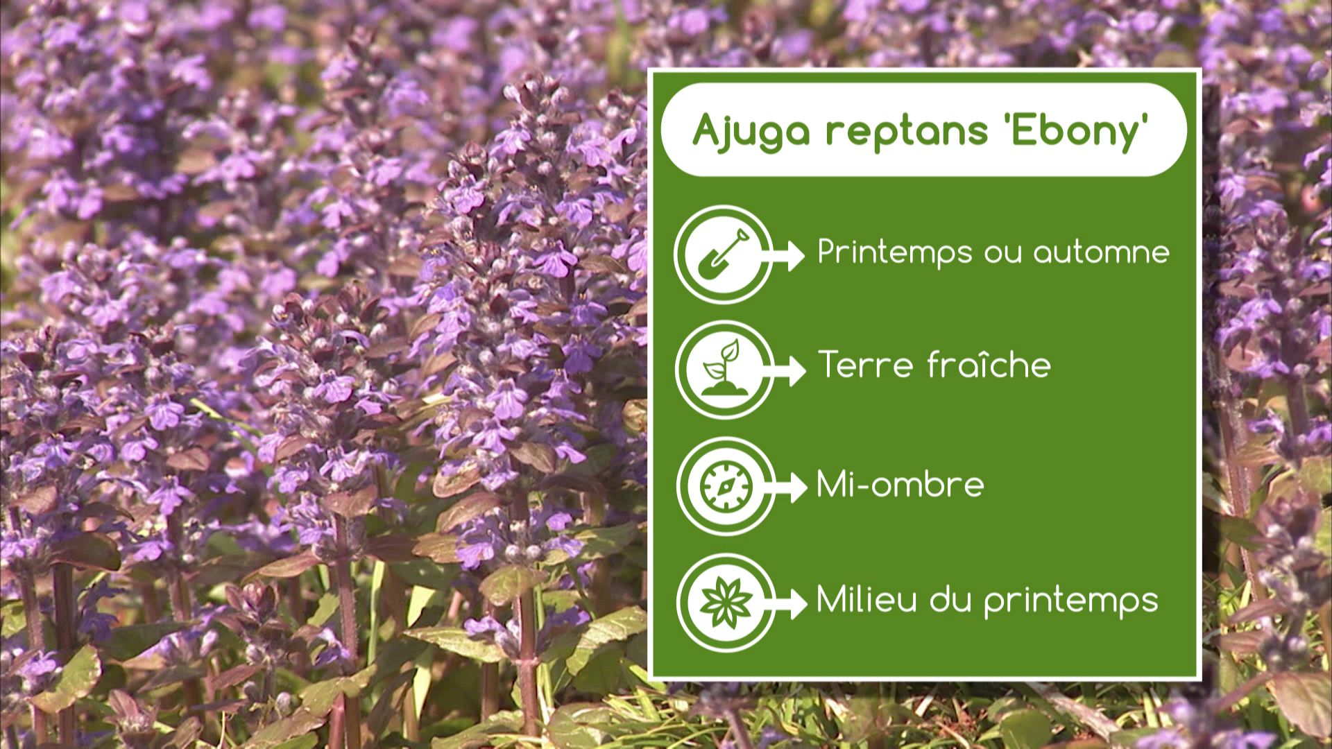 Fiche technique de l'Ajuga reptans 'Ebony'