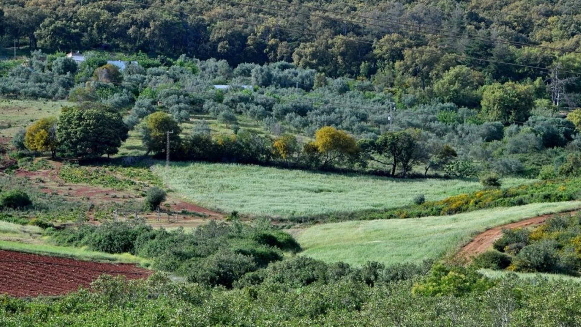 En Tunisie, la permaculture s'épanouit face aux défis climatiques.